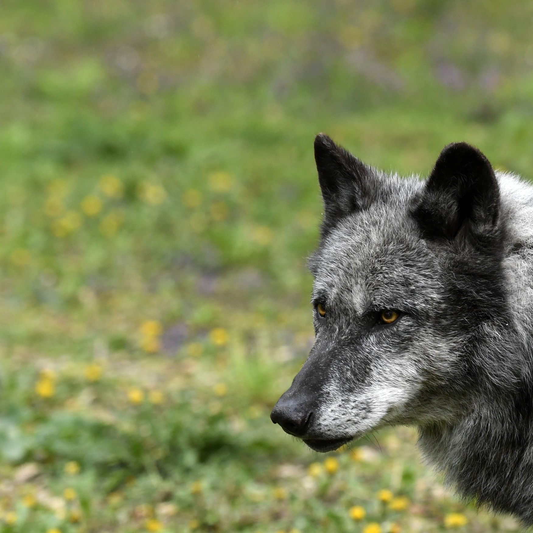 Im Burgenland wurde heuer erstmals seit Jahren wieder ein Wolf gesichtet.