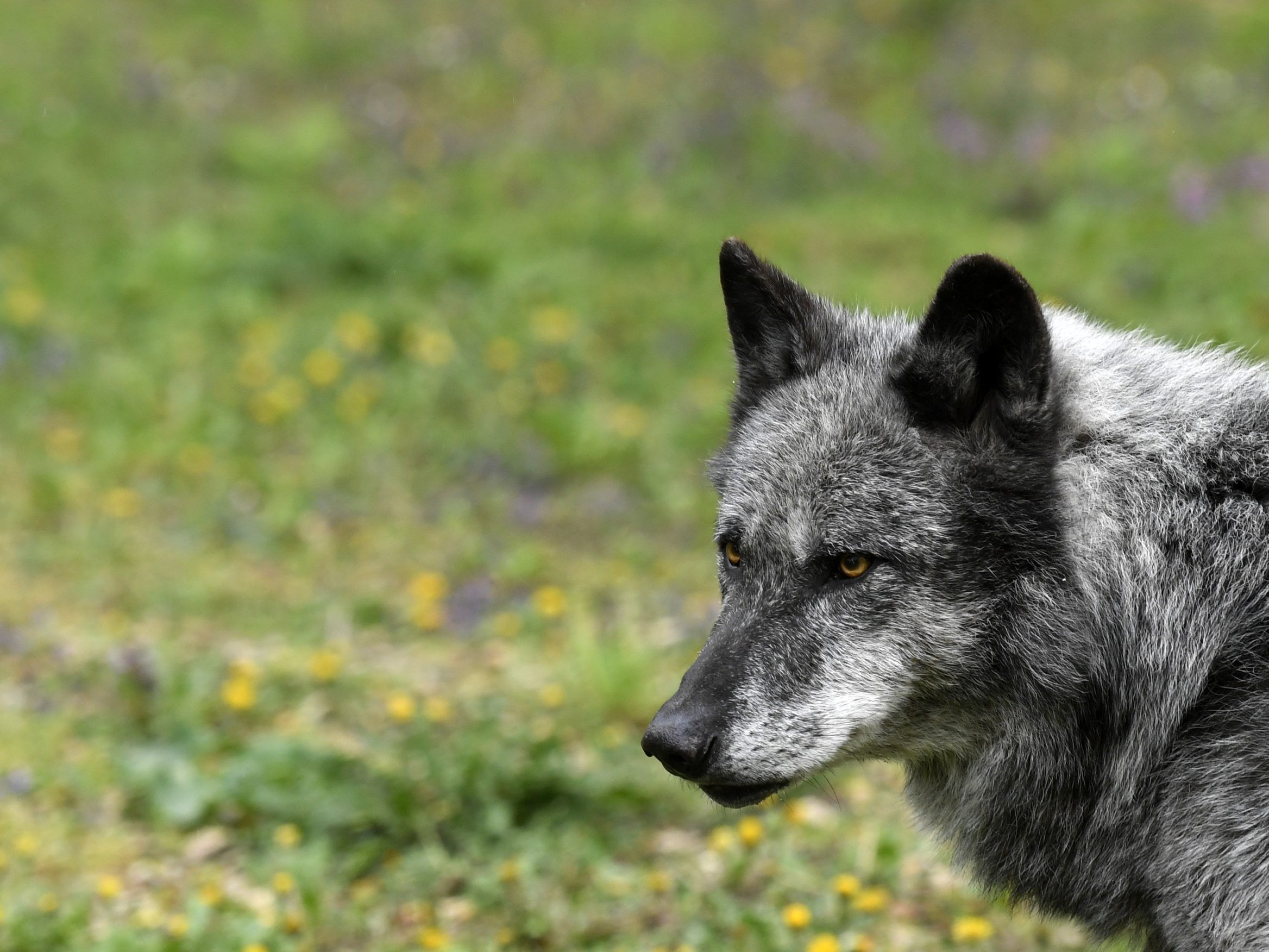 Im Bild: Ein Wolf. Im Bild: Ein Wolf.