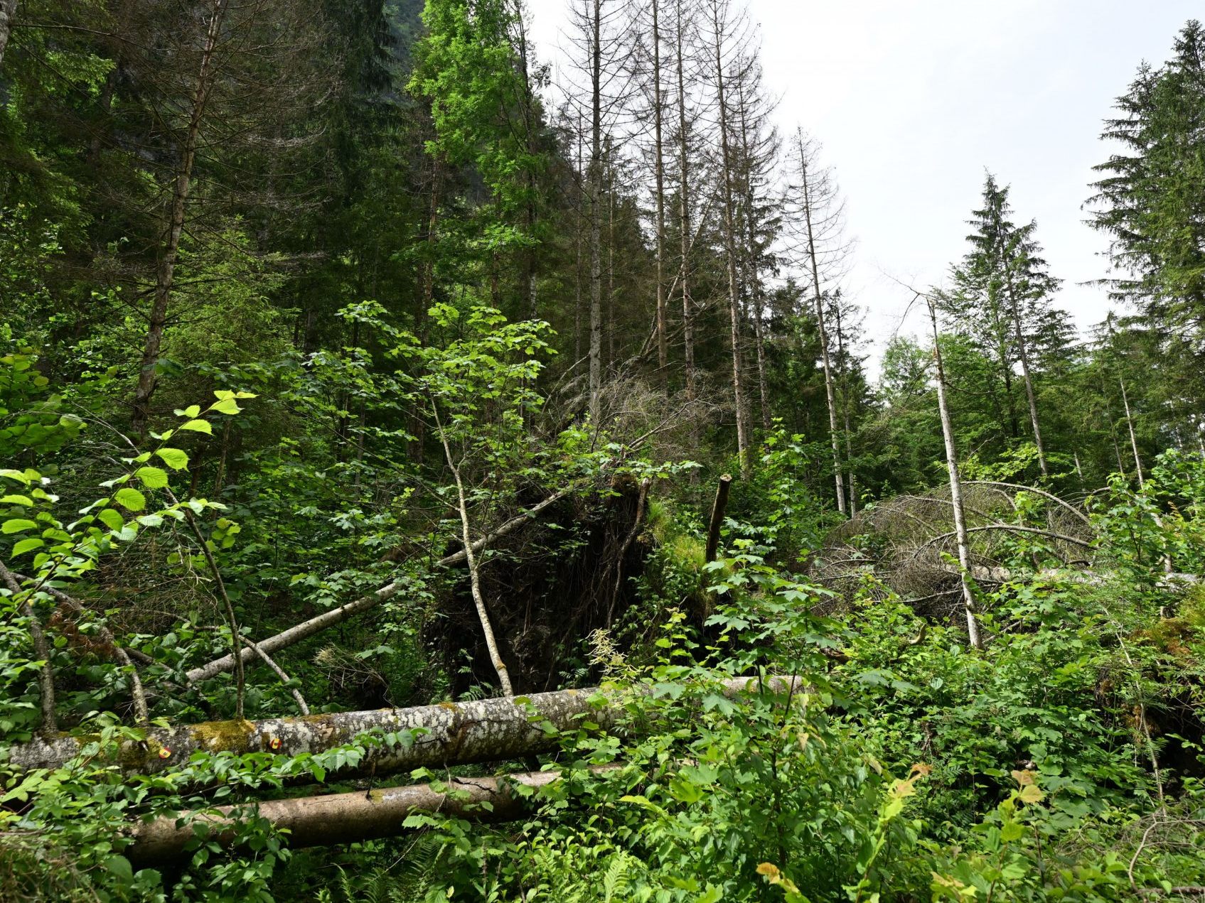 Die Nationalpark-Erweiterungsstudie muss umgearbeitet werden. Die Nationalpark-Erweiterungsstudie muss umgearbeitet werden.