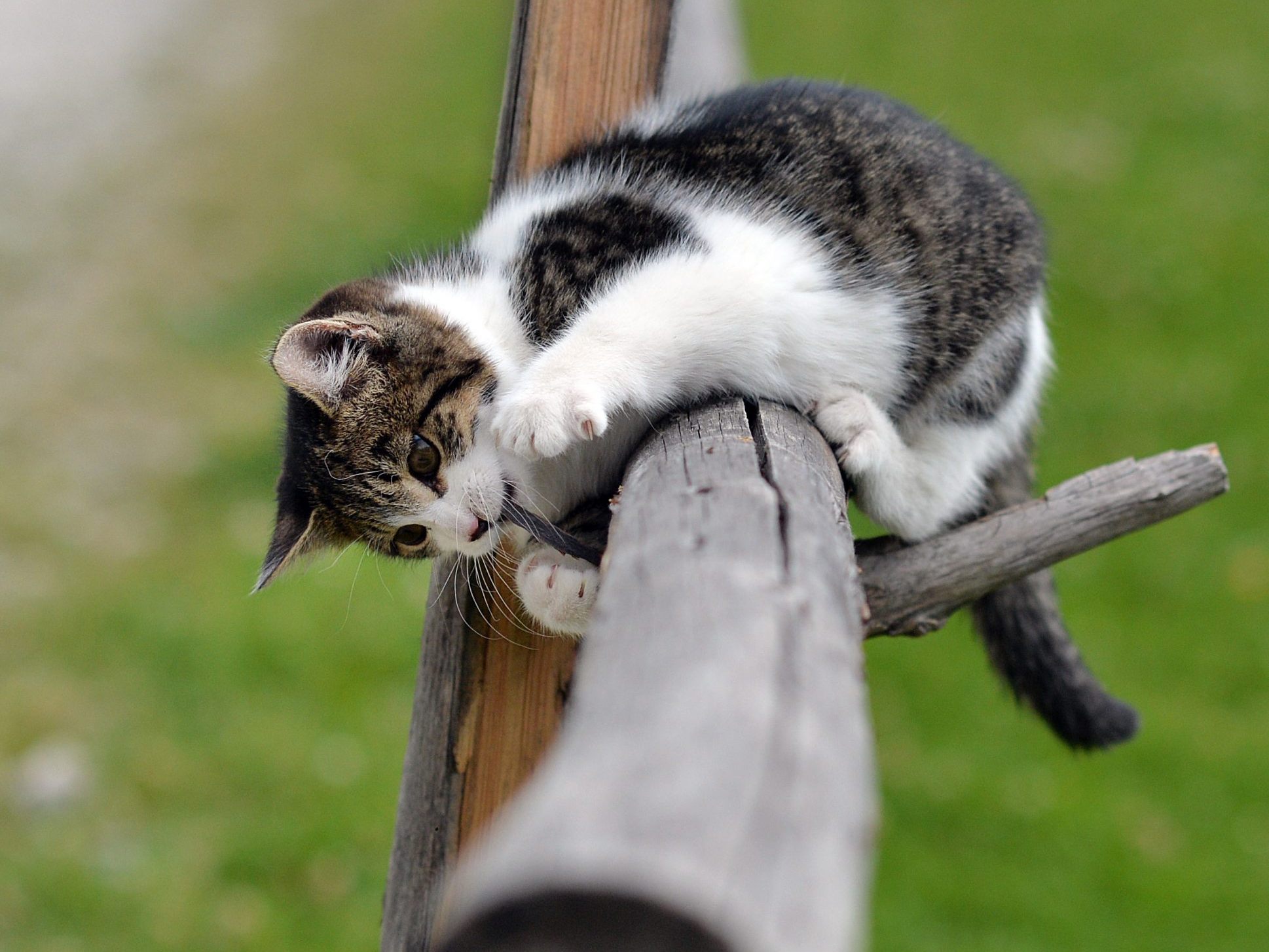In Oberösterreich ist eine Katze schwer verletzt worden.
