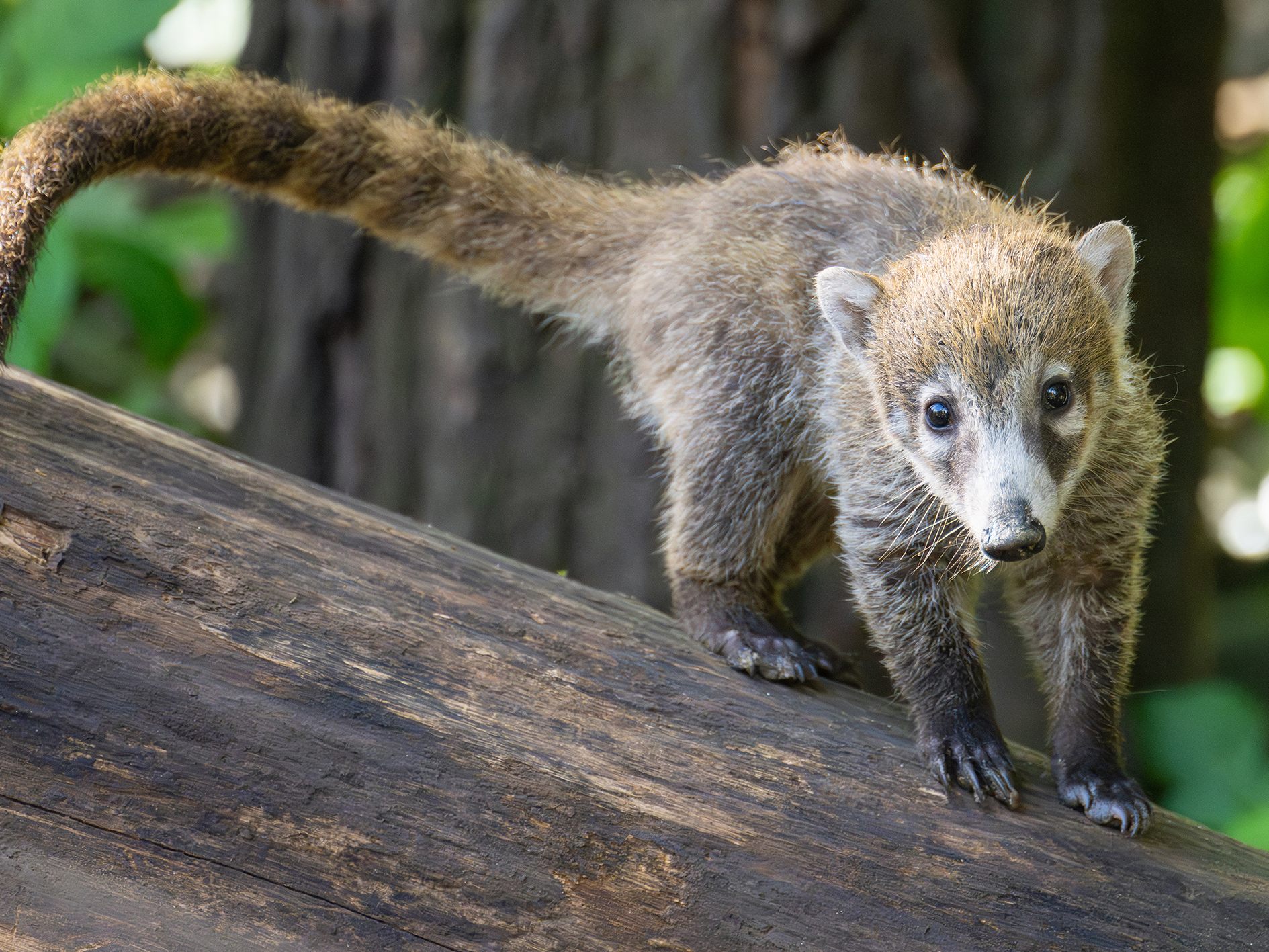 Vier Nasenbären-Jungtiere im Wiener Tiergarten Schönbrunn haben ihr abgesondertes Quartier verlassen. Vier Nasenbären-Jungtiere im Wiener Tiergarten Schönbrunn haben ihr abgesondertes Quartier verlassen.