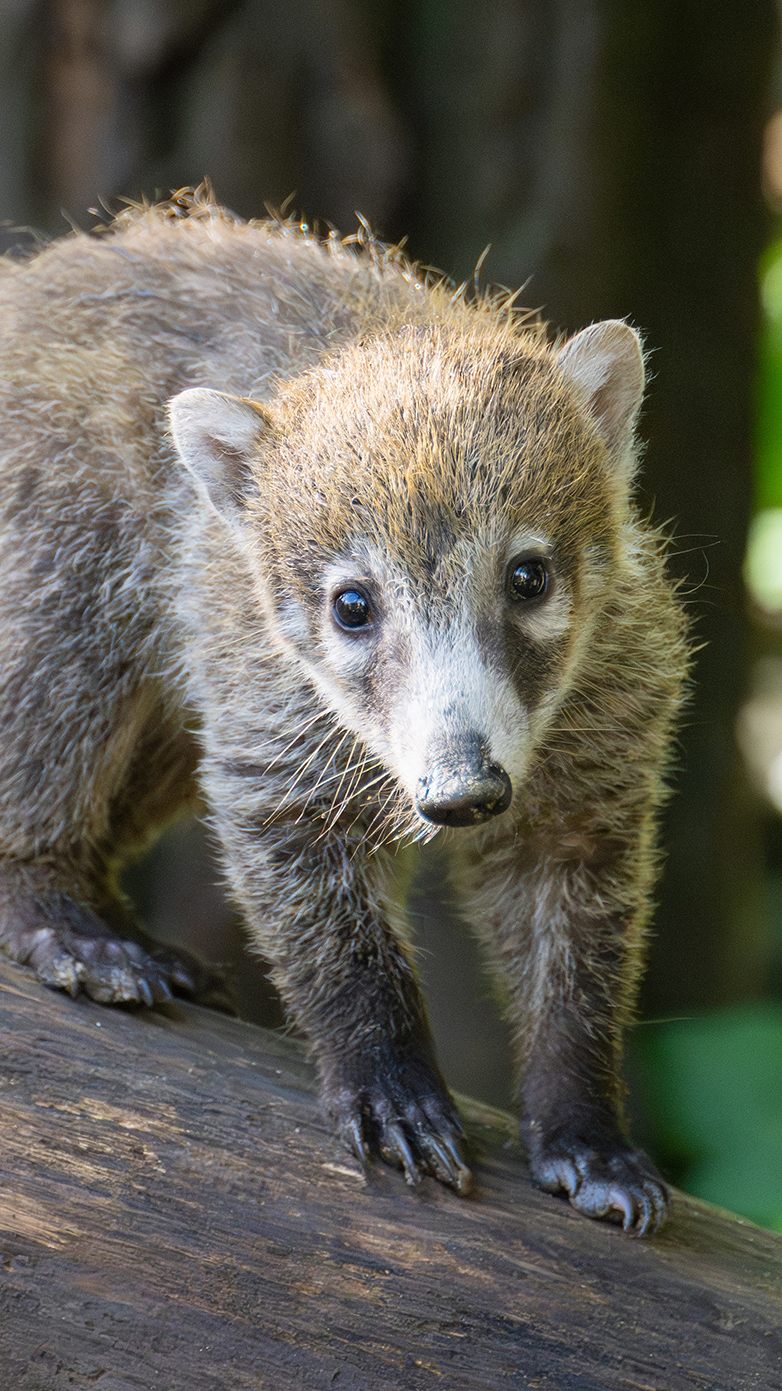 Vier Nasenbären-Jungtiere im Wiener Tiergarten Schönbrunn haben ihr abgesondertes Quartier verlassen.