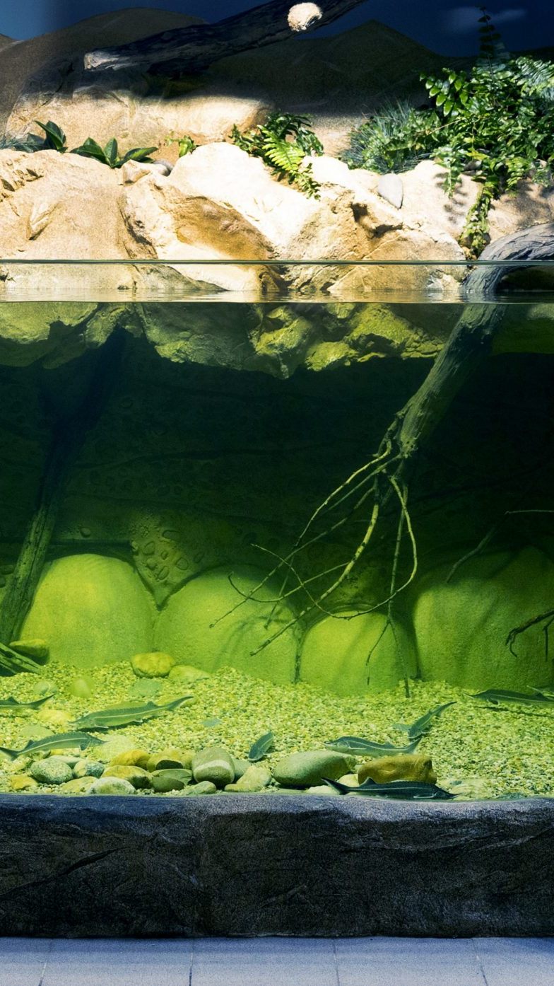 "Störe sind die am stärksten bedrohte Tiergruppe der Welt", erklärte Thomas Friedrich.