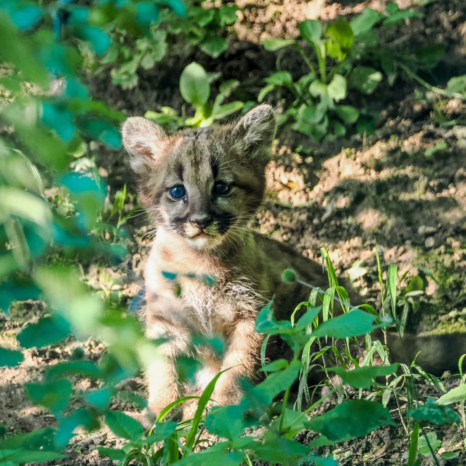 Puma-Nachwuchs im Zoo Salzburg.