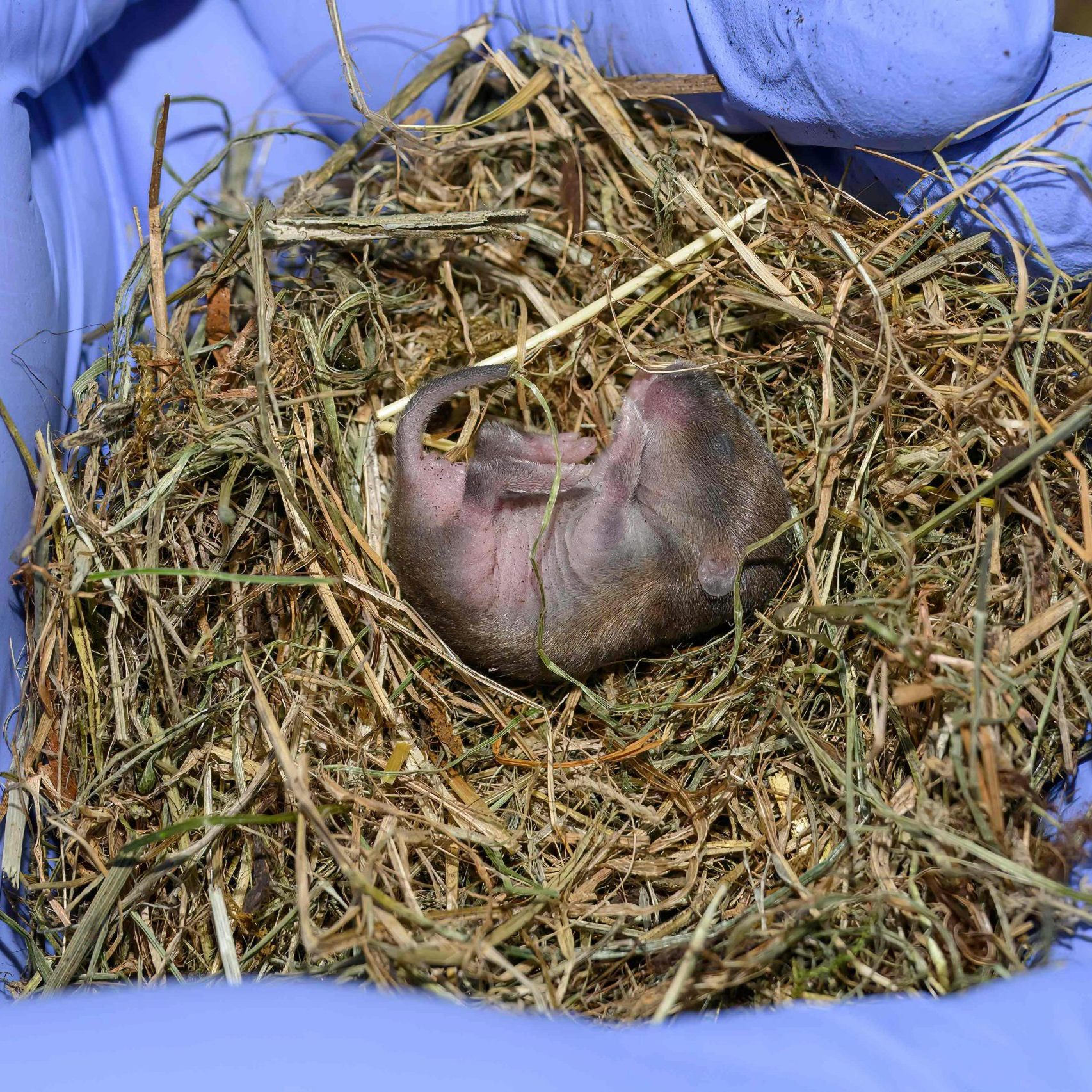 Bayerische Kurzohrmäuse wurden im Haus des Meeres in Wien geboren.