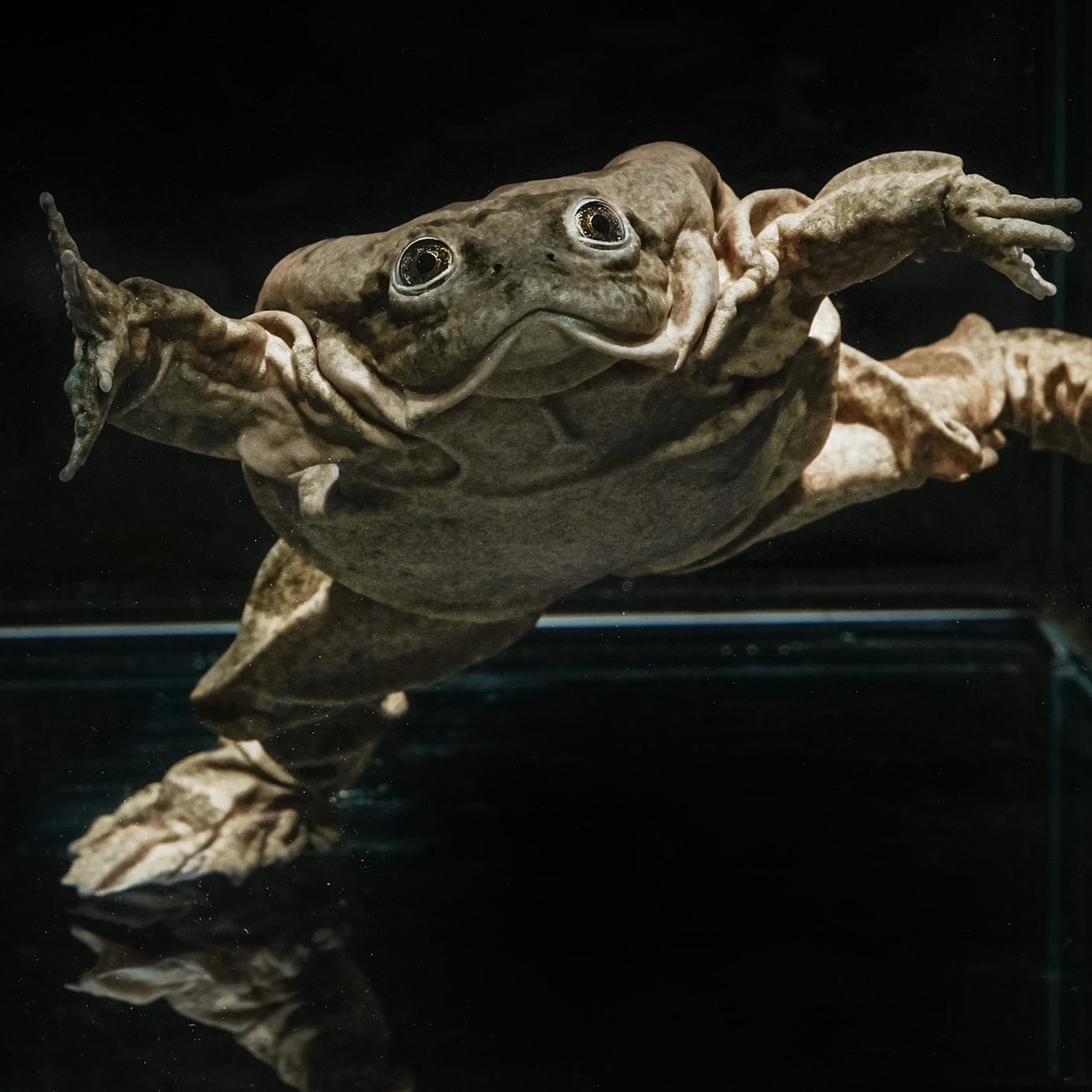 Im Tiergarten Schönbrunn wird der Titicaca-Riesenfrosch erfolgreich nachgezüchtet.