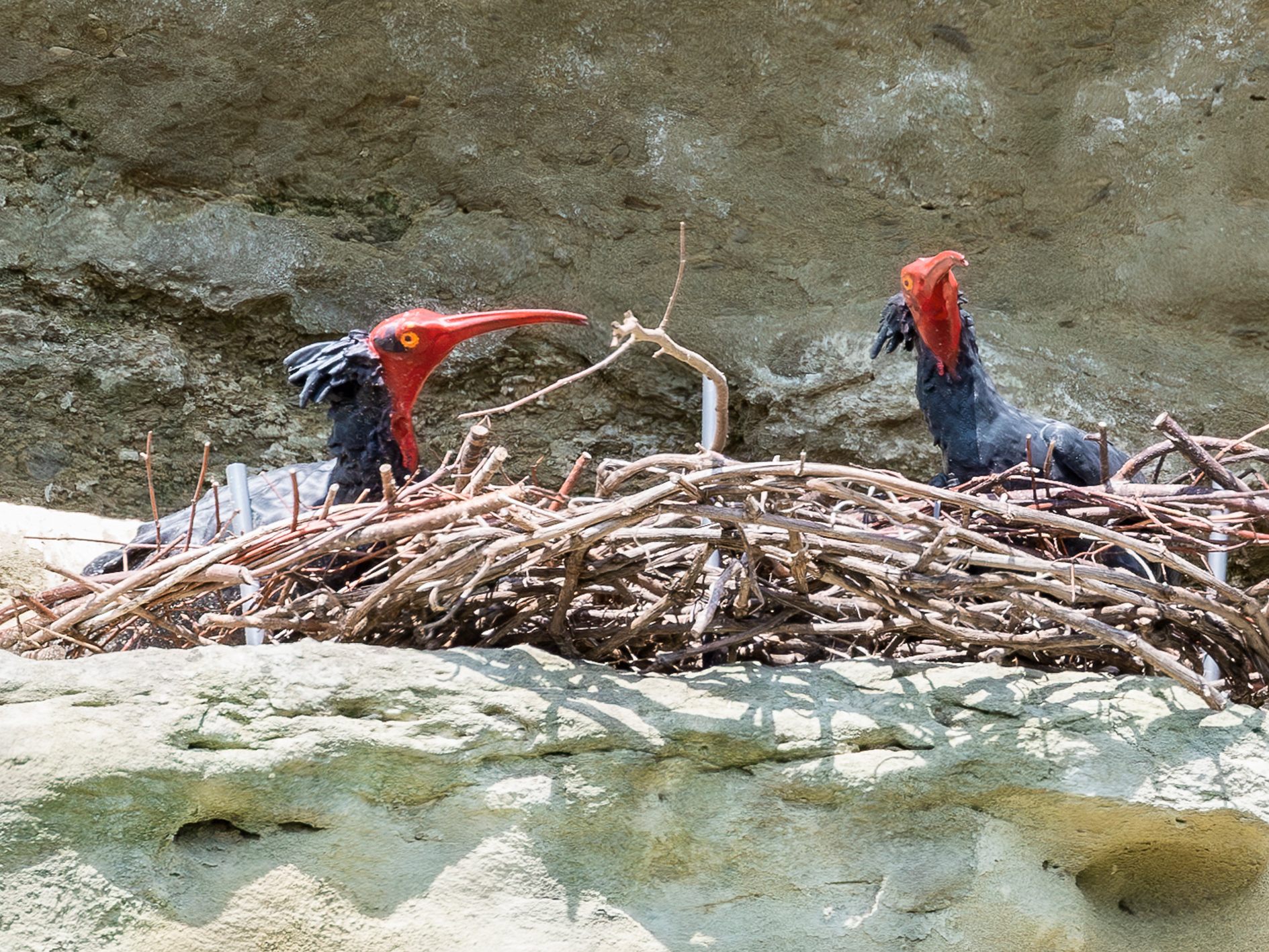 Hier zu sehen: Waldrapp-Attrappen.