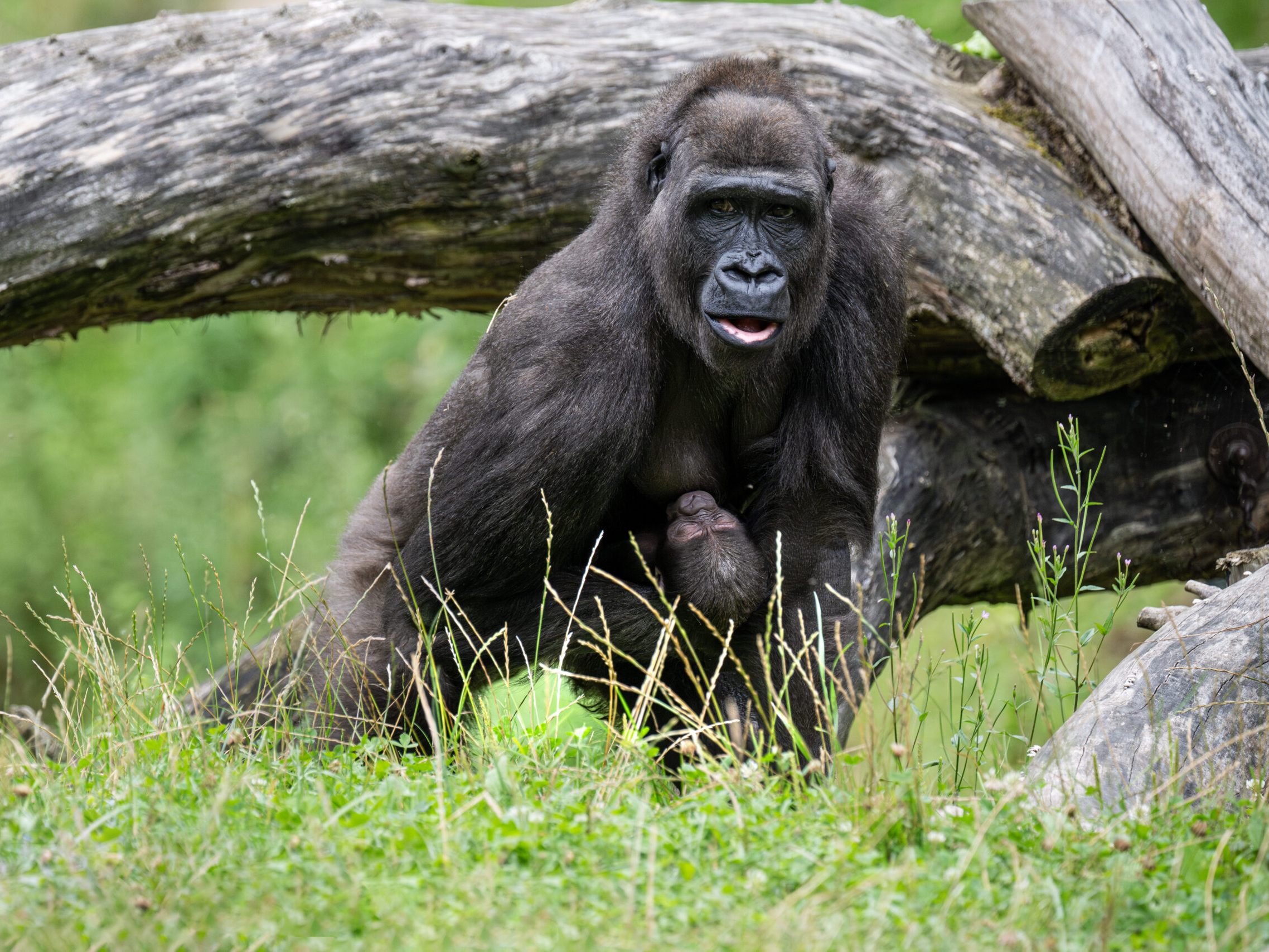 Gorilla-Baby auf Erkundungstour.