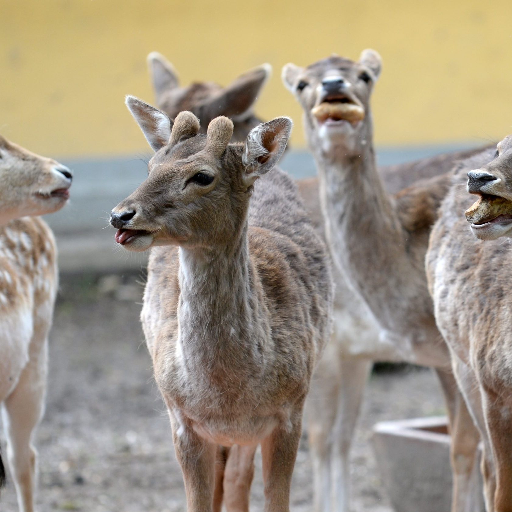 Mehrere Rehe wurden gerettet.