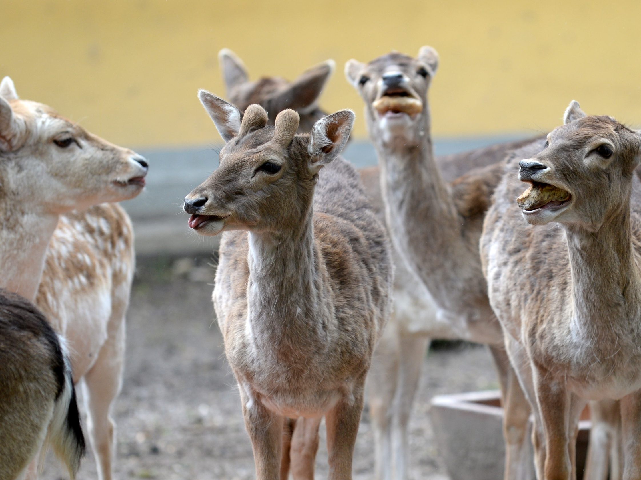Mehrere Rehe wurden gerettet. Mehrere Rehe wurden gerettet.