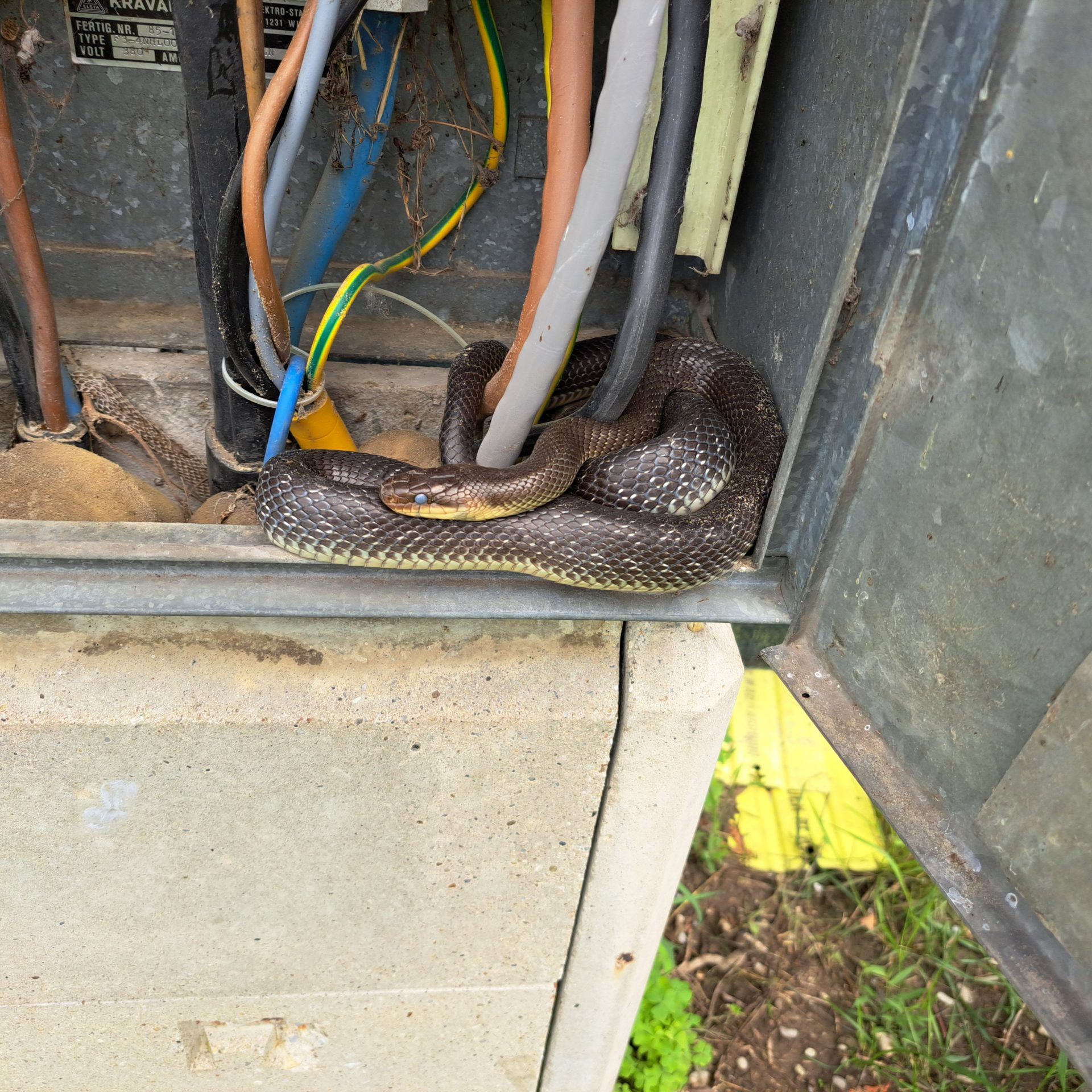 Die Äskulapnatter im Bezirk Gänserndorf war über einen Meter lang.