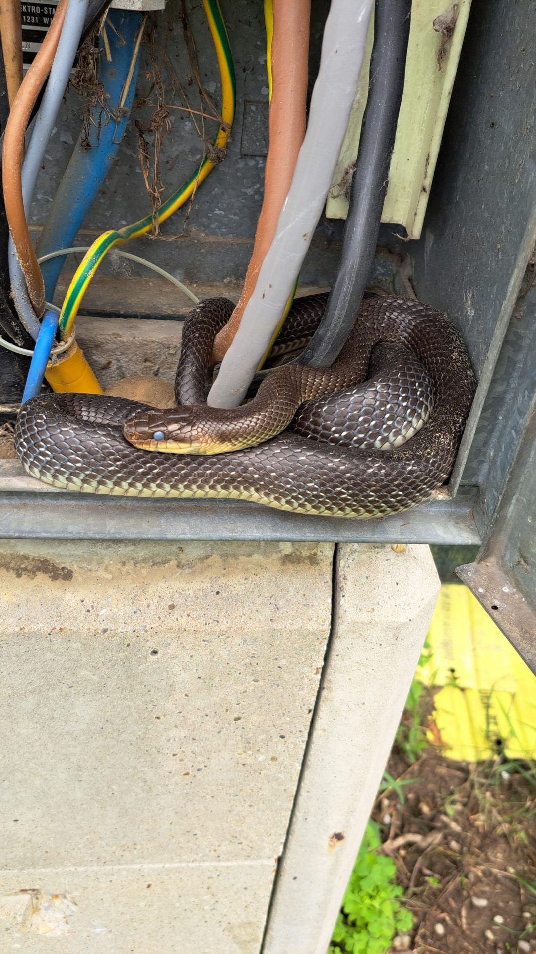 Die Äskulapnatter im Bezirk Gänserndorf war über einen Meter lang.