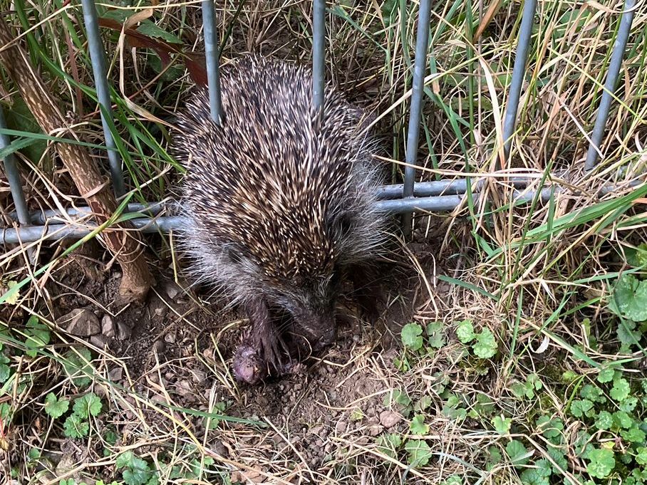 Ein Igel steckte in St. Pölten in einem Zaun.