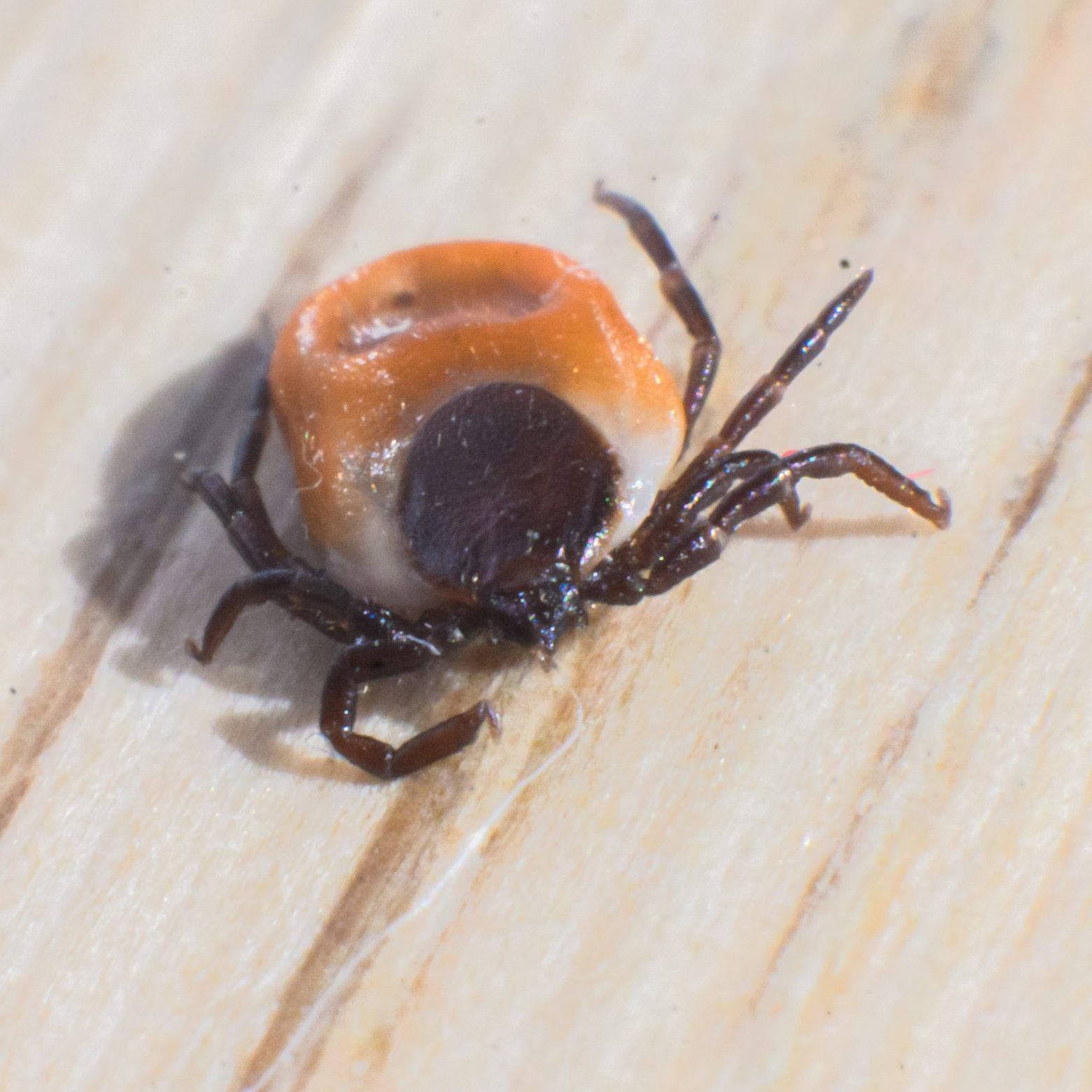 Die Diagnose der durch Zecken übertragenen Borreliose soll verbessert werden.