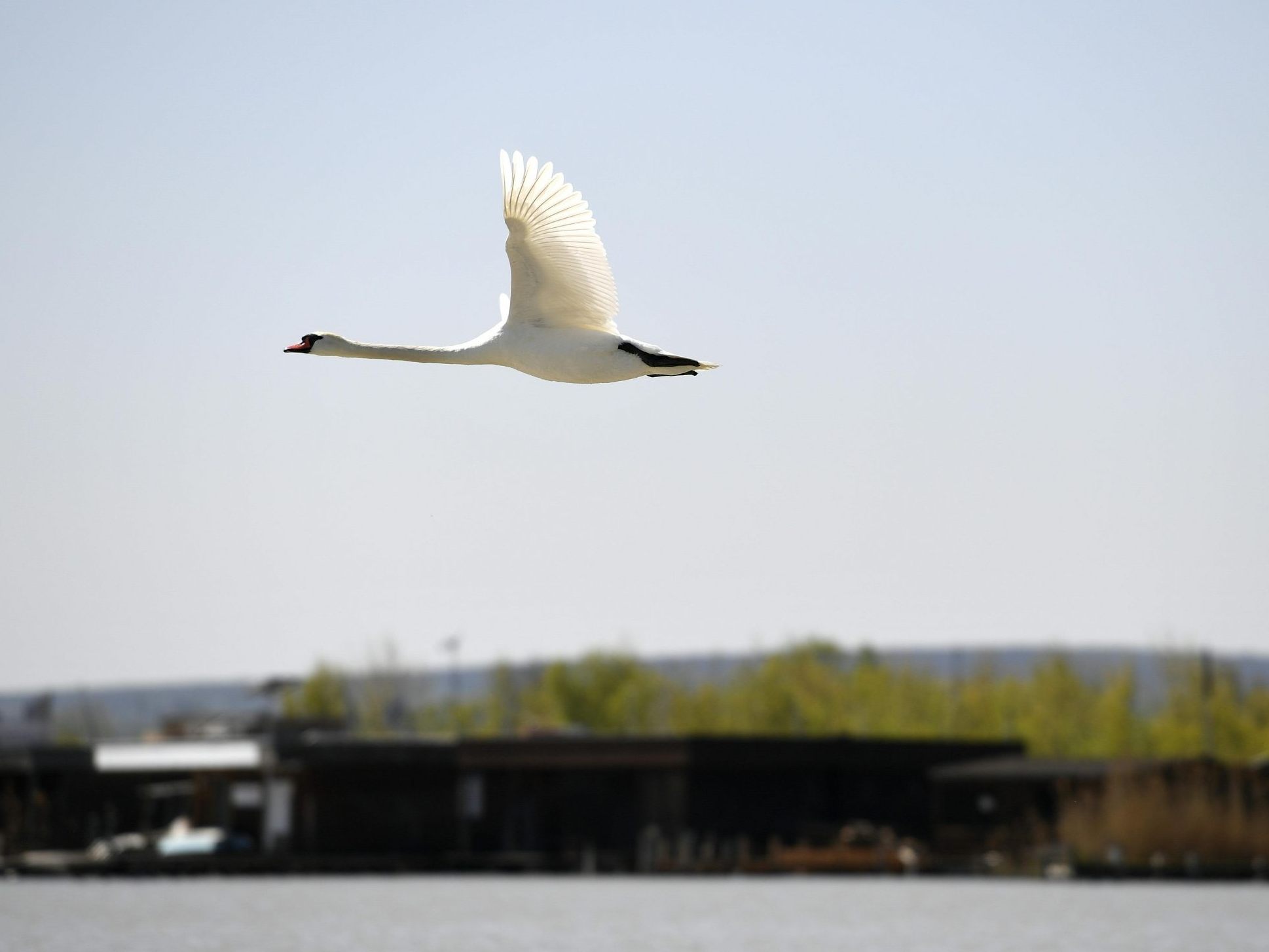 Flora und Fauna müssen bei dem geplanten Großprojekt am Neusiedler See erhalten bleiben.