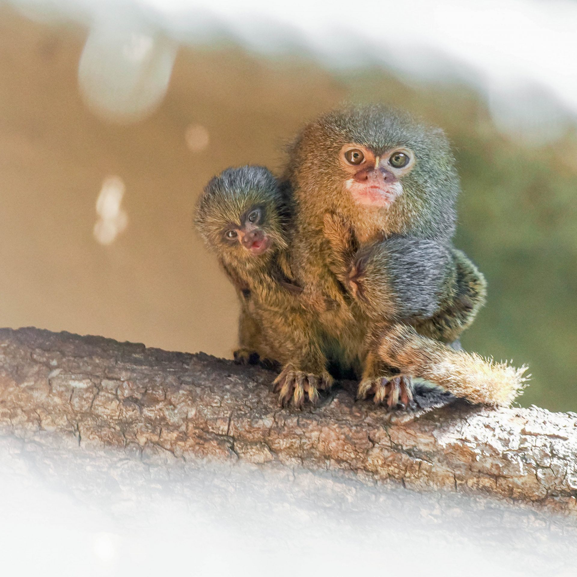 Gleich zweifacher Nachwuchs bei Zwergseidenaffen im Zoo Salzburg.