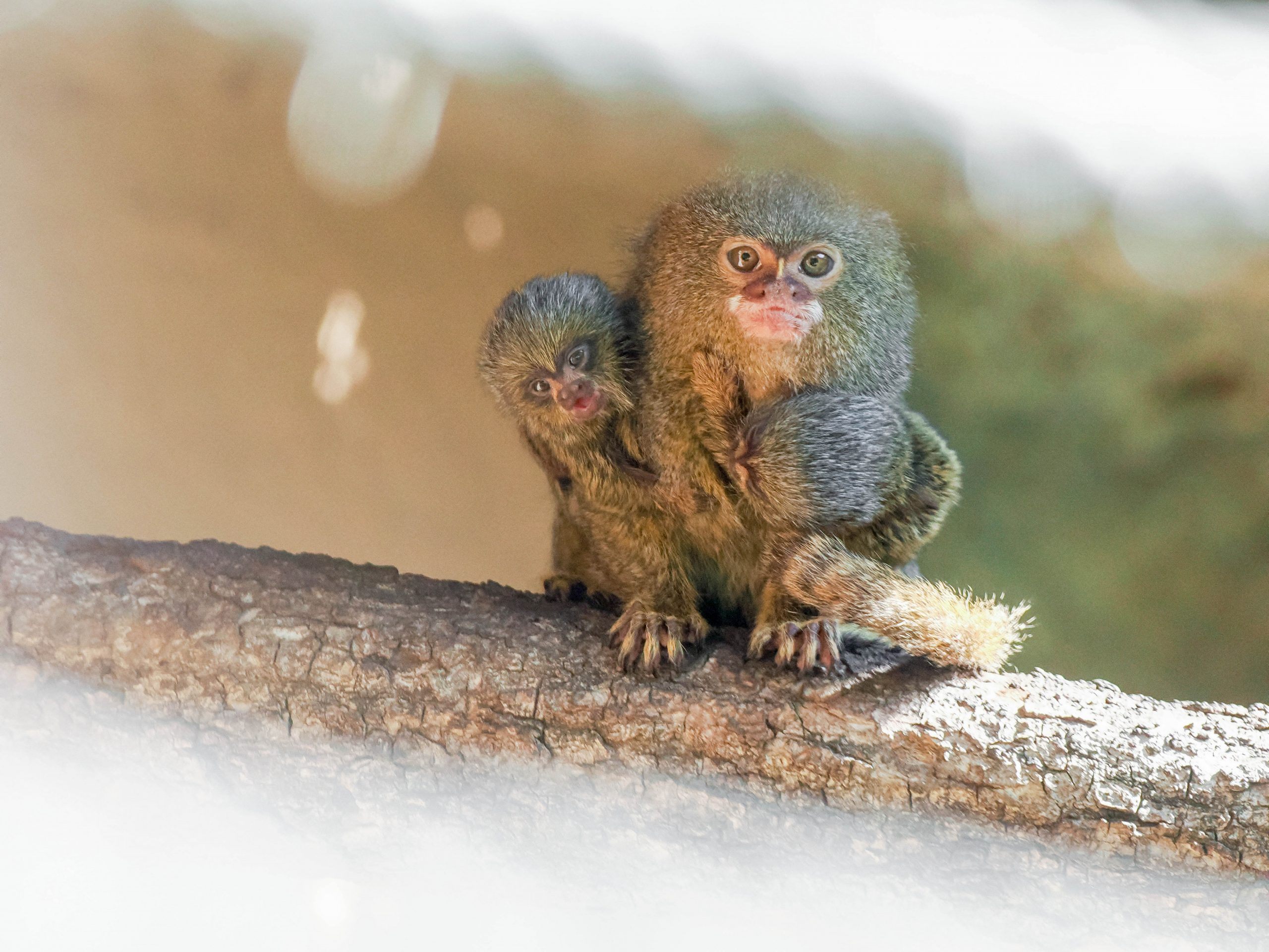 Gleich zweifacher Nachwuchs bei Zwergseidenaffen im Zoo Salzburg. Gleich zweifacher Nachwuchs bei Zwergseidenaffen im Zoo Salzburg.