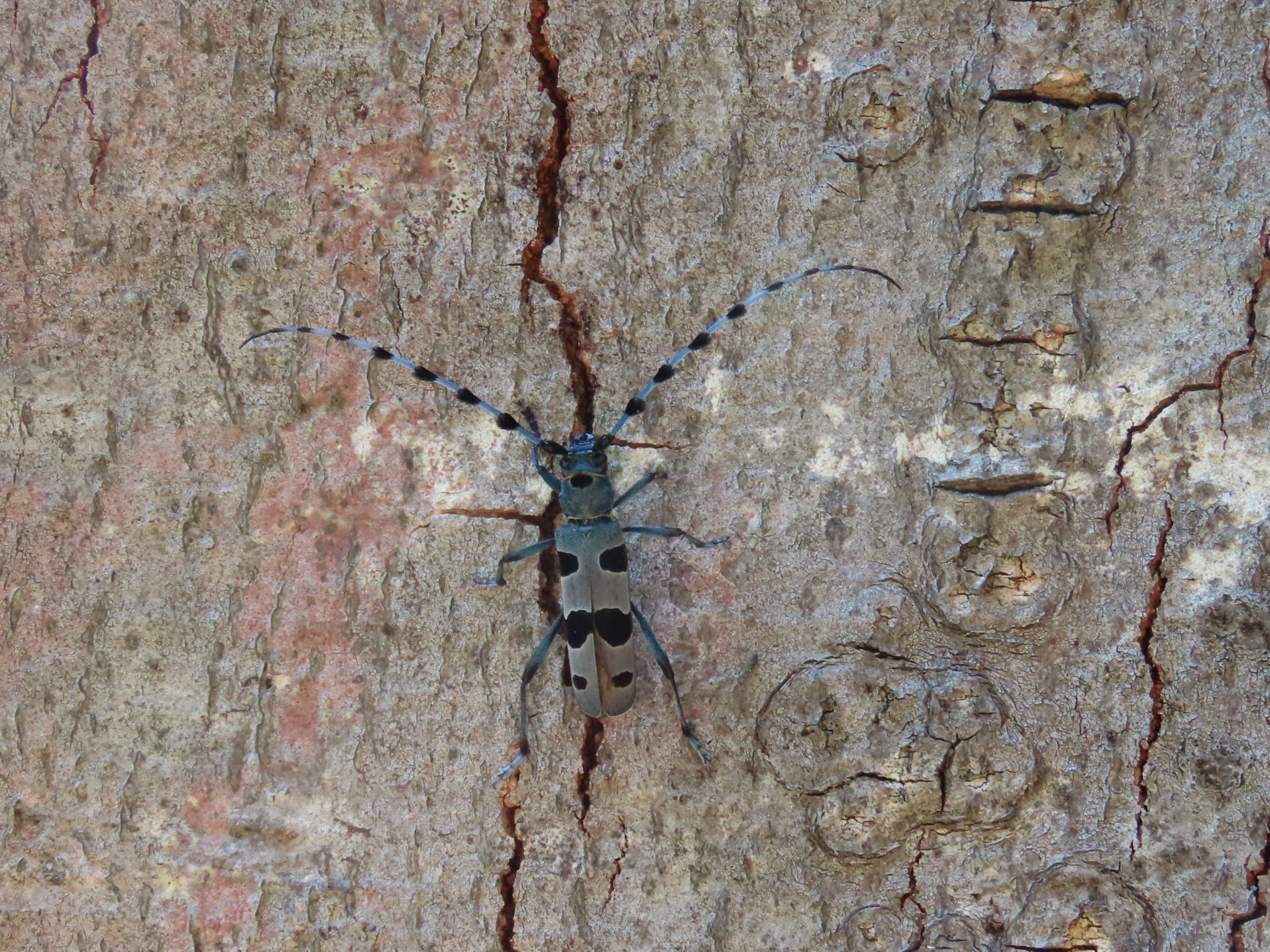 Der wunderschöne und seltene Alpenbockkäfer lebt in den Klostertaler Bergwäldern.