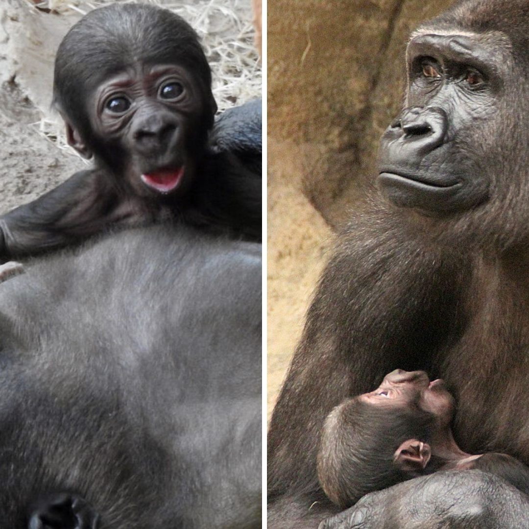 Gorilla Mutter "Kibibi" und Baby "Jabari".