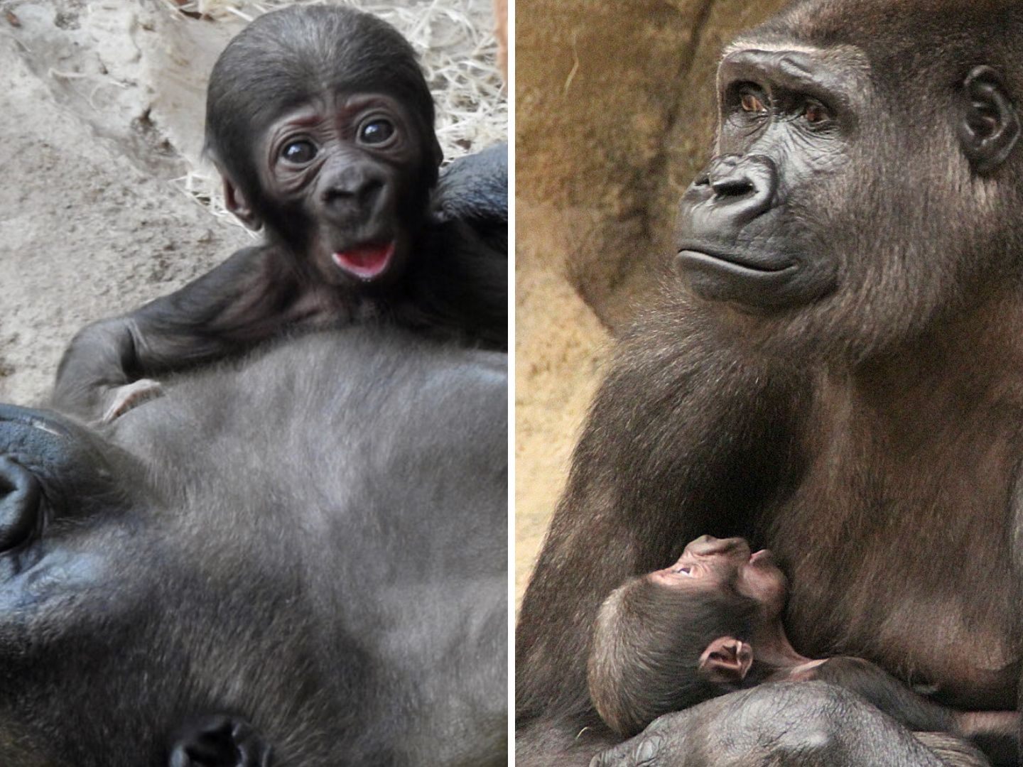 Gorilla Mutter "Kibibi" und Baby "Jabari". Gorilla Mutter "Kibibi" und Baby "Jabari".