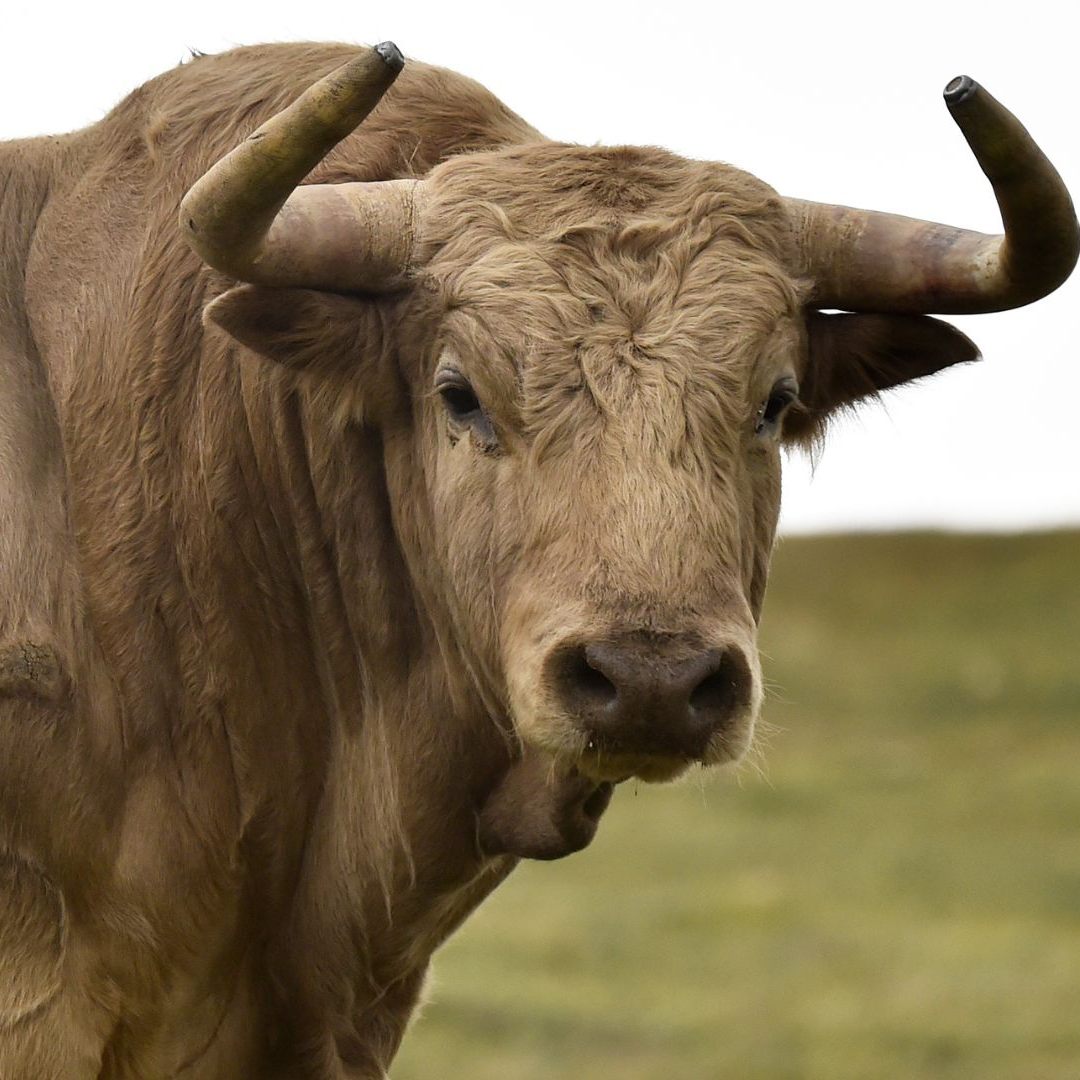 Der entlaufene Stier wurde von einem Jäger erschossen.