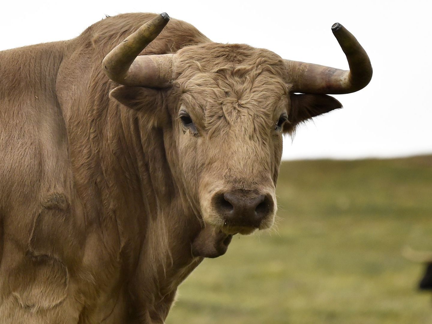 Der entlaufene Stier wurde von einem Jäger erschossen. Der entlaufene Stier wurde von einem Jäger erschossen.