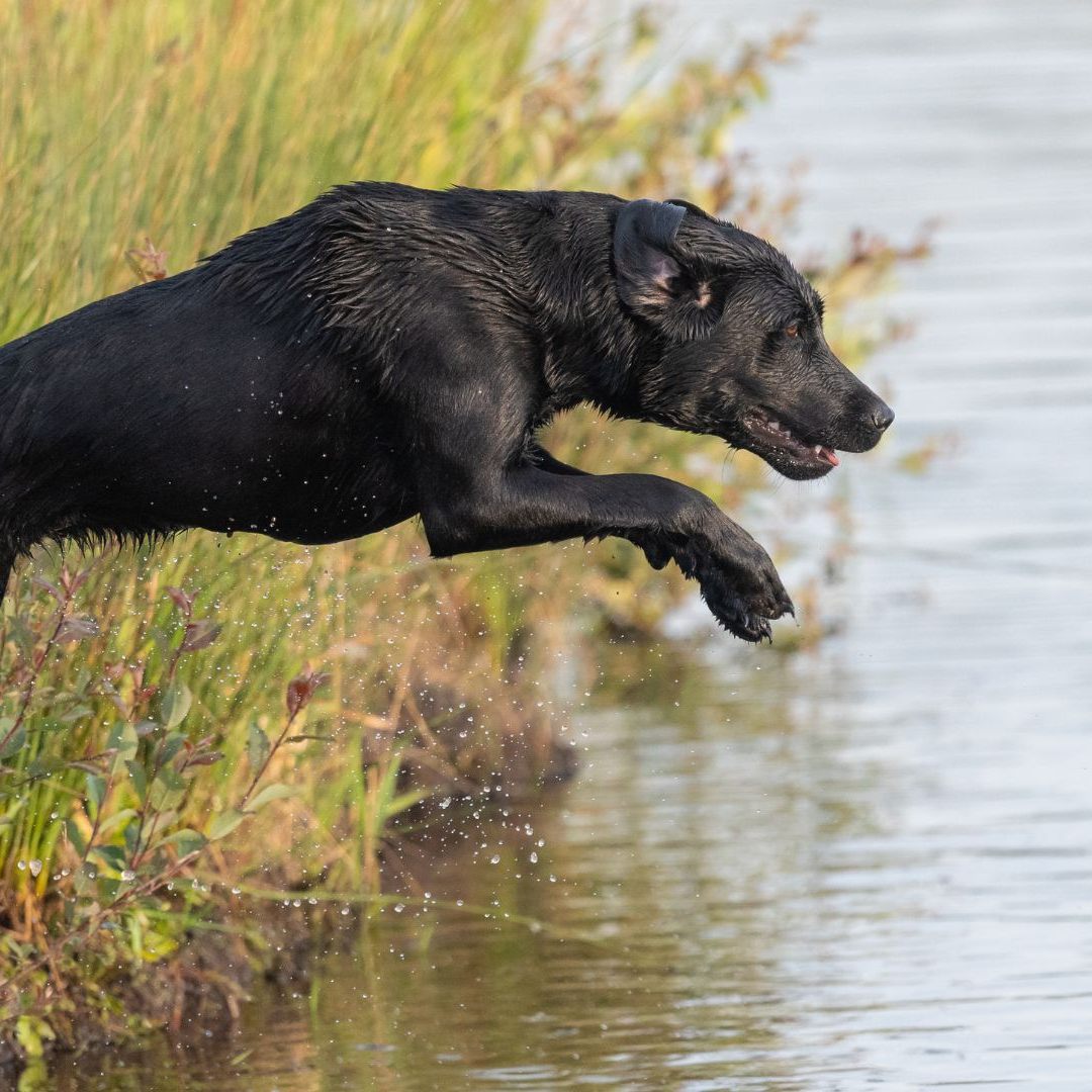 An den Hundebadeplätzen in Wien finden Vierbeiner Abkühlung.