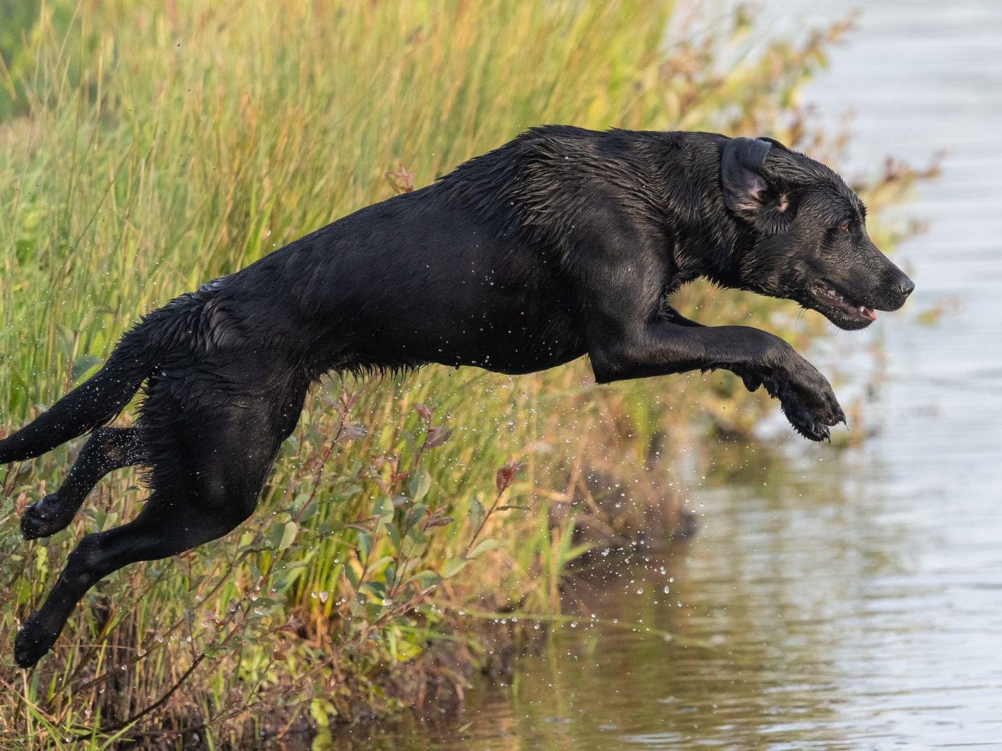 An den Hundebadeplätzen in Wien finden Vierbeiner Abkühlung. An den Hundebadeplätzen in Wien finden Vierbeiner Abkühlung.