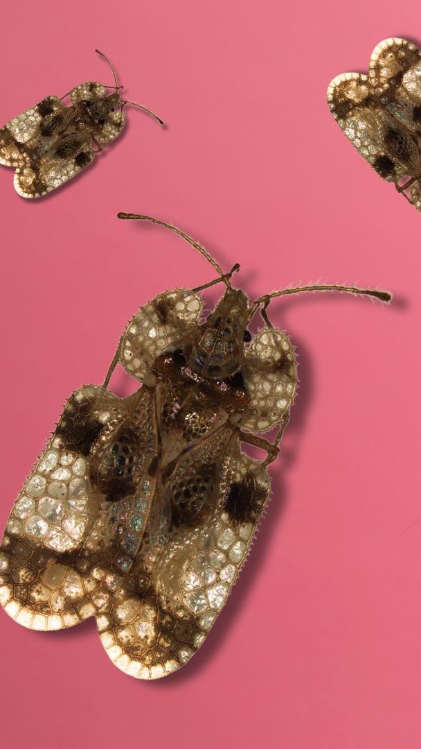 Die Eichennetzwanze breitet sich in Österreich aus.