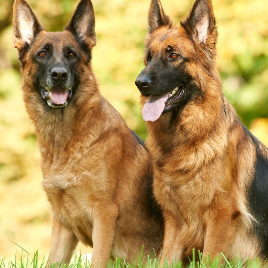 Zwei Schäferhunde sind auf einem Abrichteplatz in Oberösterreich verendet.