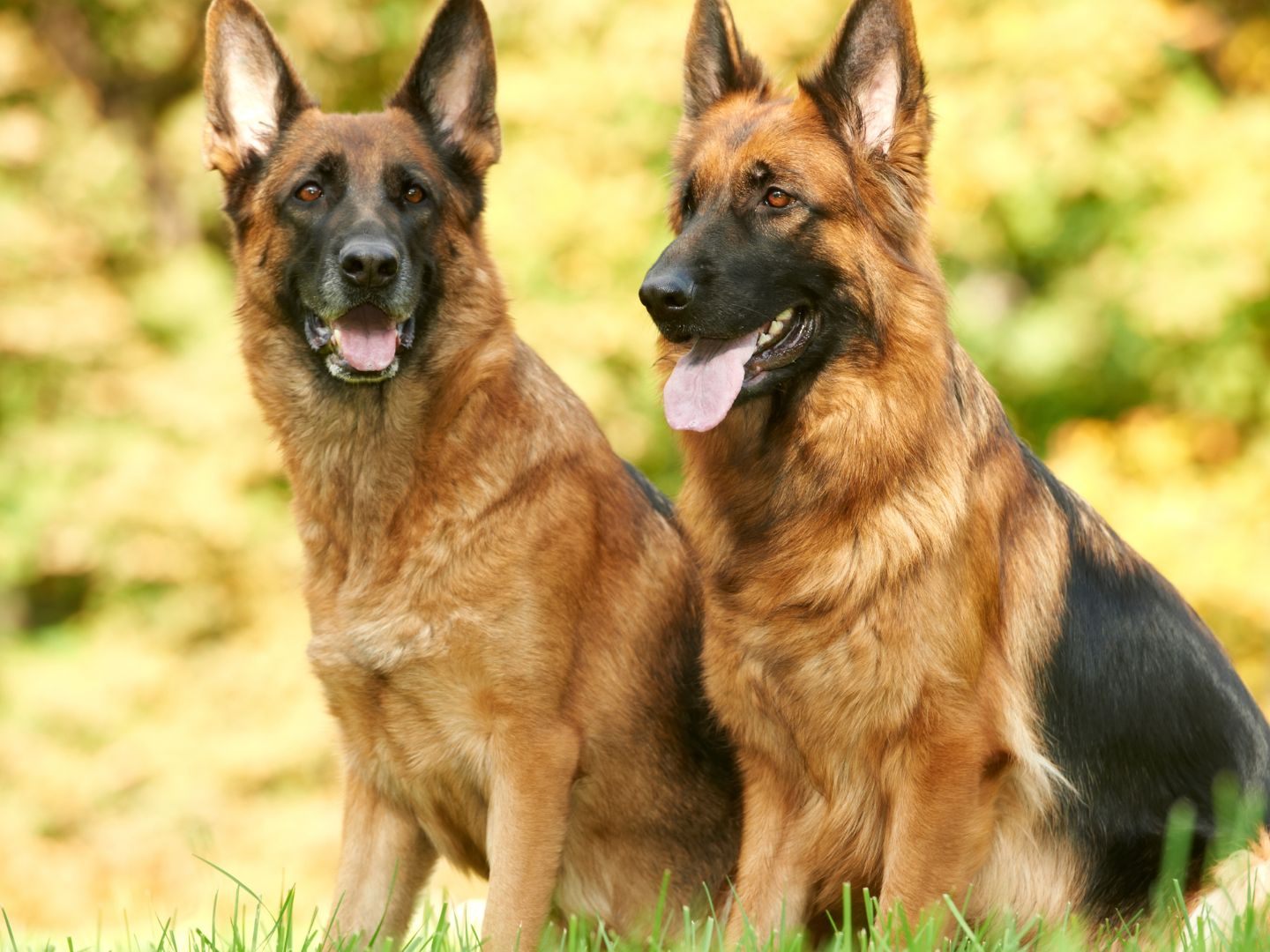 Zwei Schäferhunde sind auf einem Abrichteplatz in Oberösterreich verendet. Zwei Schäferhunde sind auf einem Abrichteplatz in Oberösterreich verendet.