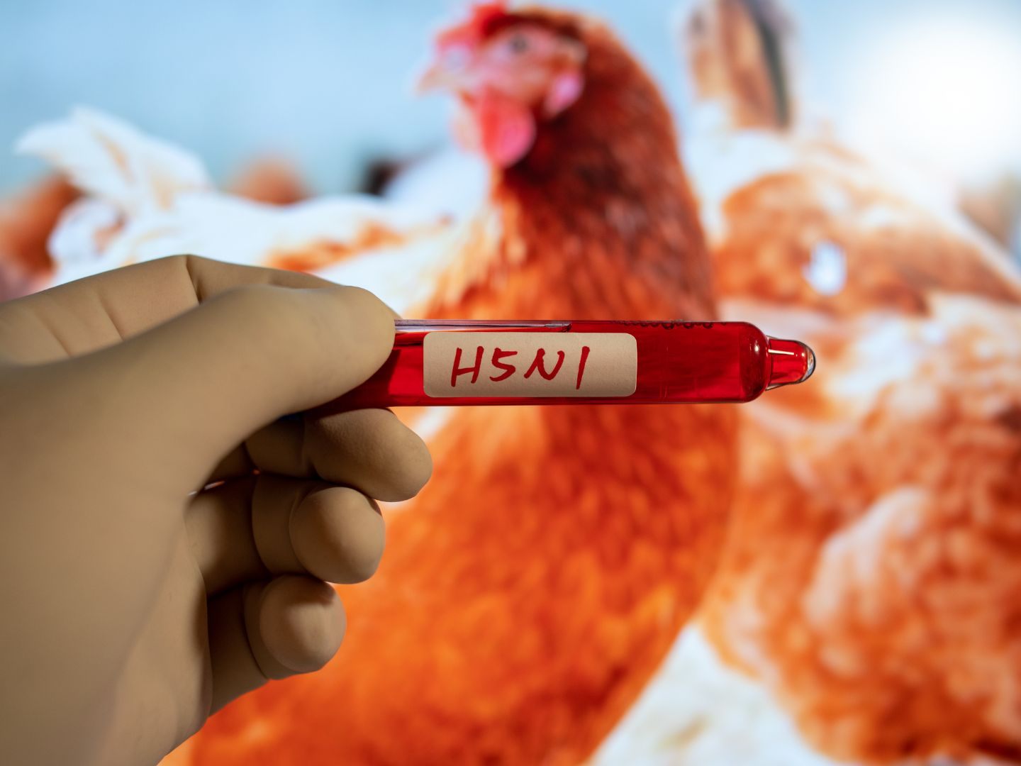 Droht durch H5N1 die nächste Pandemie? Droht durch H5N1 die nächste Pandemie?