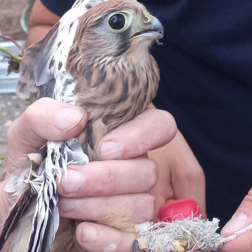 Der verletzte Turmfalke wird in der EGS Haringsee aufgepäppelt.