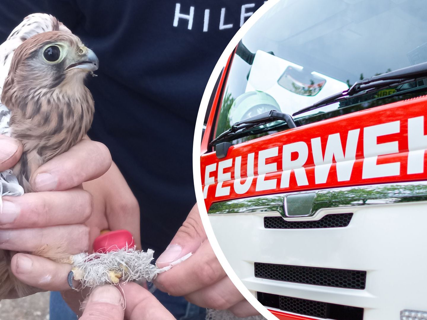 Der verletzte Turmfalke wird in der EGS Haringsee aufgepäppelt. Der verletzte Turmfalke wird in der EGS Haringsee aufgepäppelt.
