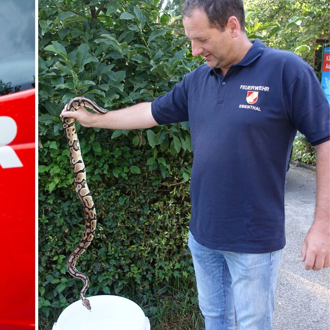 Die Feuerwehr fing die Schlange ein.