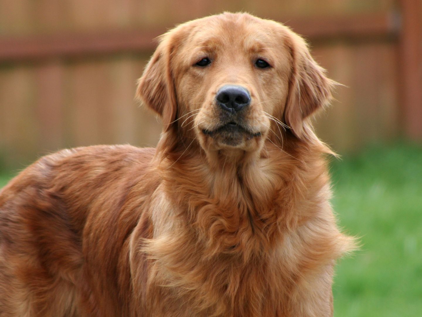 Der Golden Retriever biss unerwartet zu.