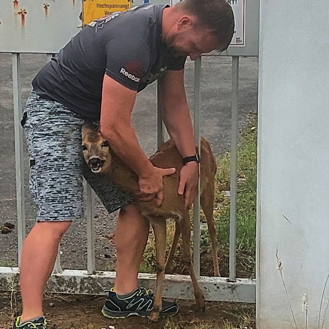 Techniker Rene Haydu befreite das Reh aus seiner misslichen Lage.