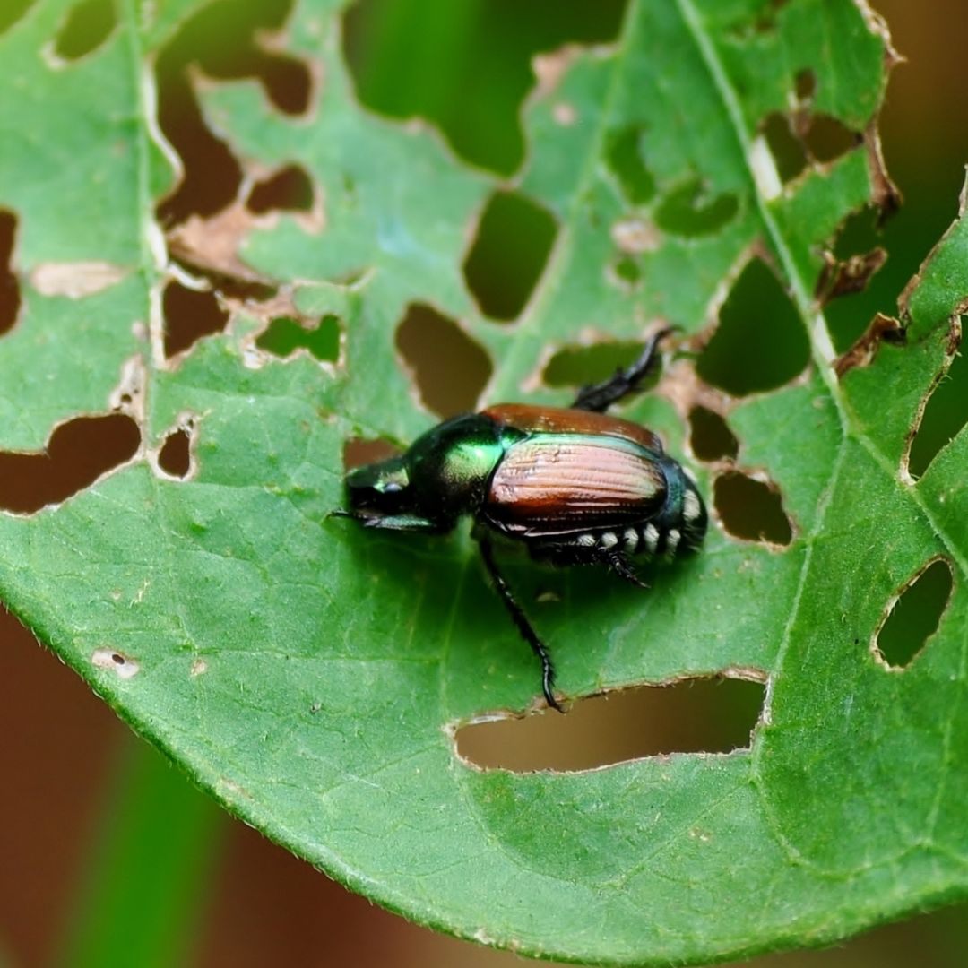 Eine Ausbreitung des Japankäfers in Österreich droht.