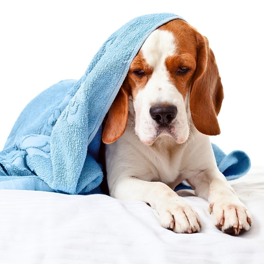 Wenn's bei Hund und Katz zwickt, wird gerne Dr. Google um Rat gefragt.