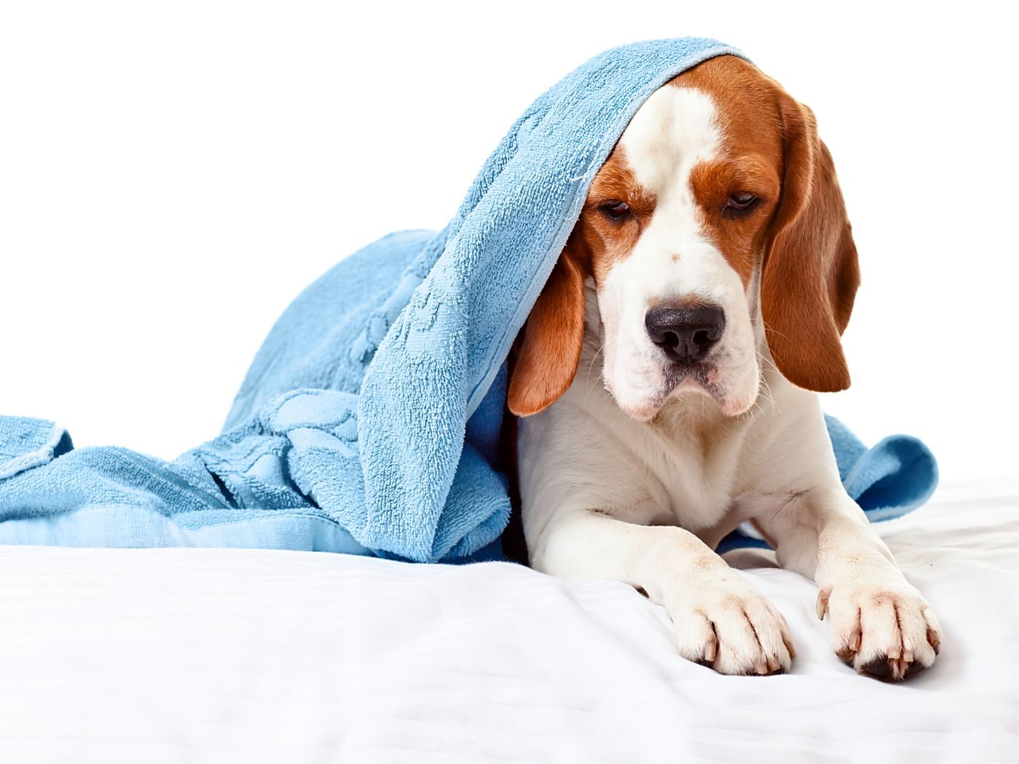 Wenn's bei Hund und Katz zwickt, wird gerne Dr. Google um Rat gefragt. Wenn's bei Hund und Katz zwickt, wird gerne Dr. Google um Rat gefragt.