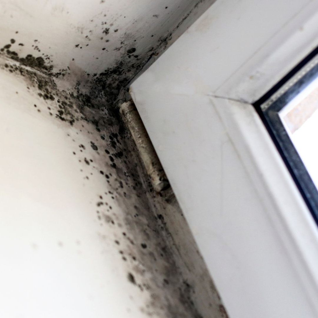 Schimmel in Wohnräumen erhöht das Risiko für Kinder an Asthma zu erkranken stark.