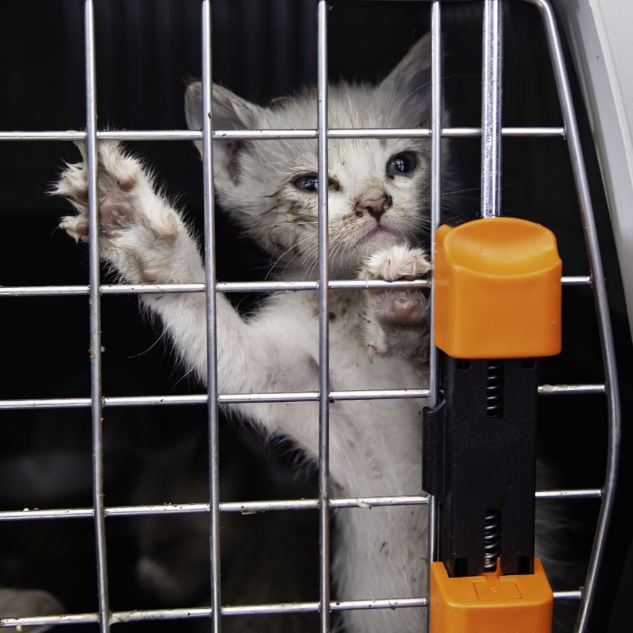 In der Ferienzeit werden in Wien immer besonders viele Tiere ausgesetzt.