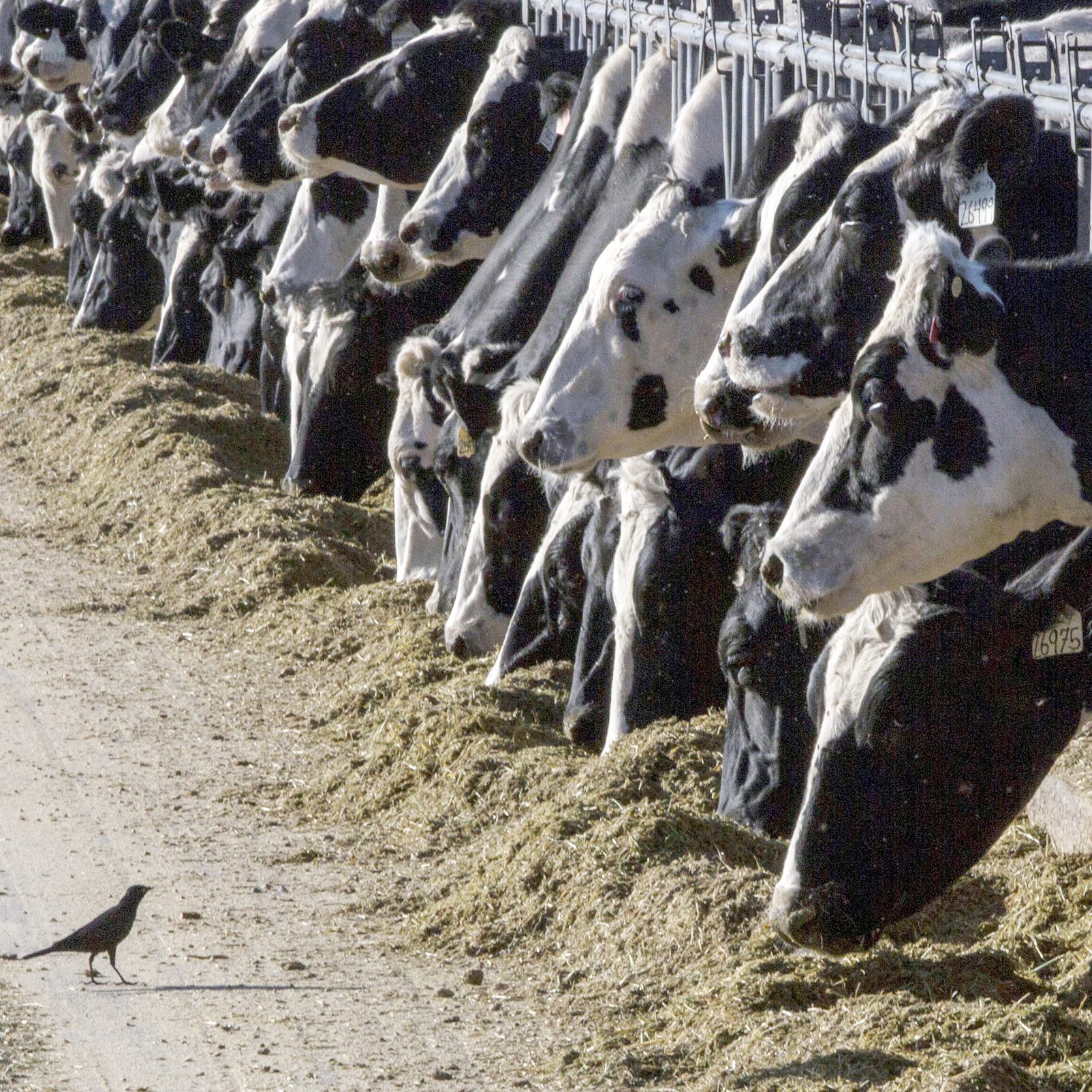 Vierter Fall von Vogelgrippe in den USA nach Kontakt mit Milchkühen.