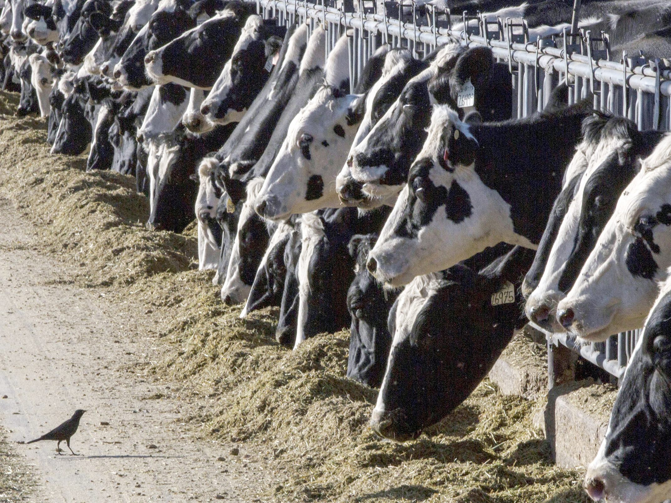 Vierter Fall von Vogelgrippe in den USA nach Kontakt mit Milchkühen.