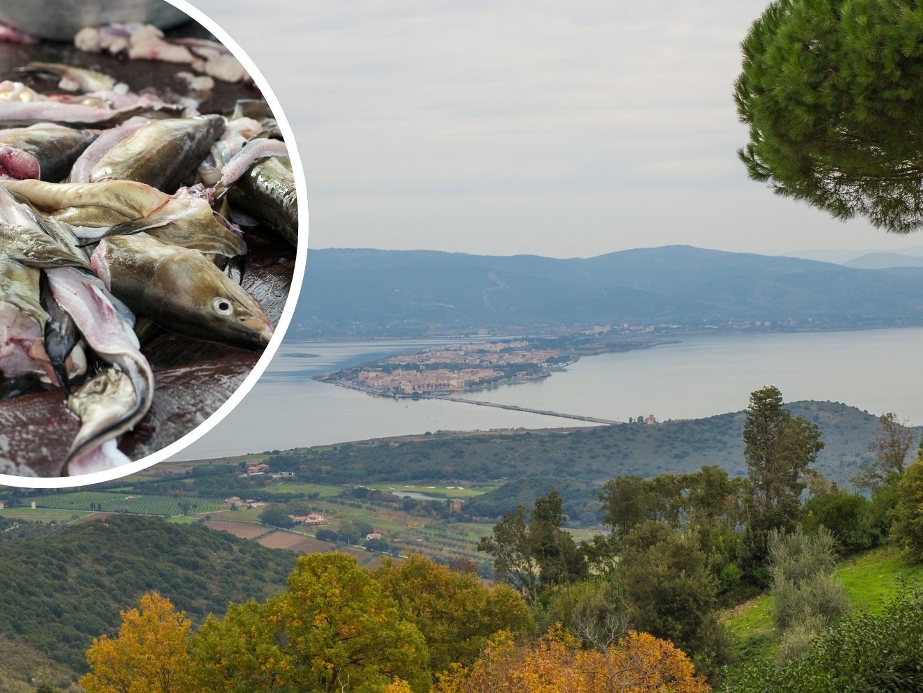 Alarmstufe rot: Fischsterben in der Toskana wird zum Problem