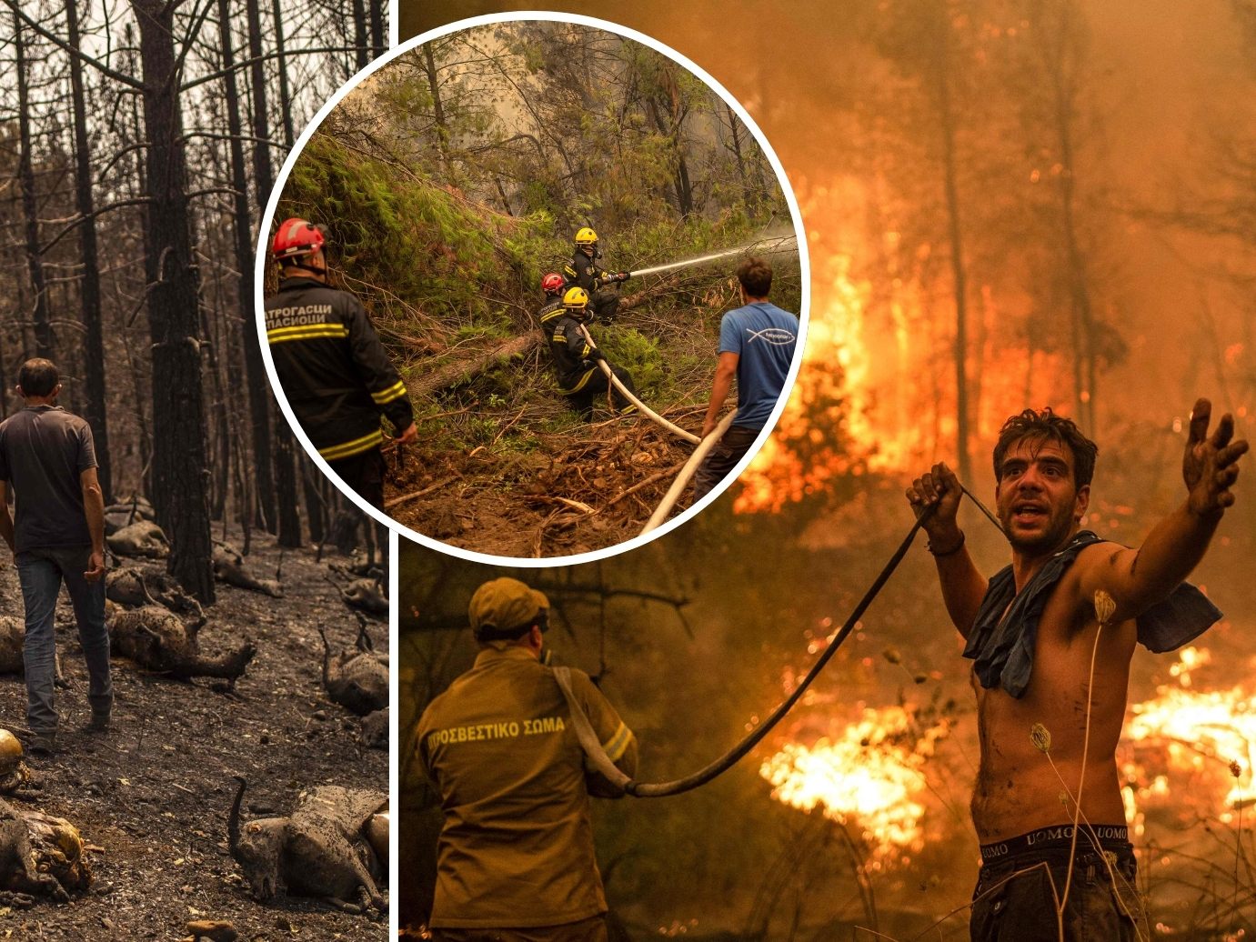 Waldbrand auf griechischer Insel Euböa Waldbrand auf griechischer Insel Euböa