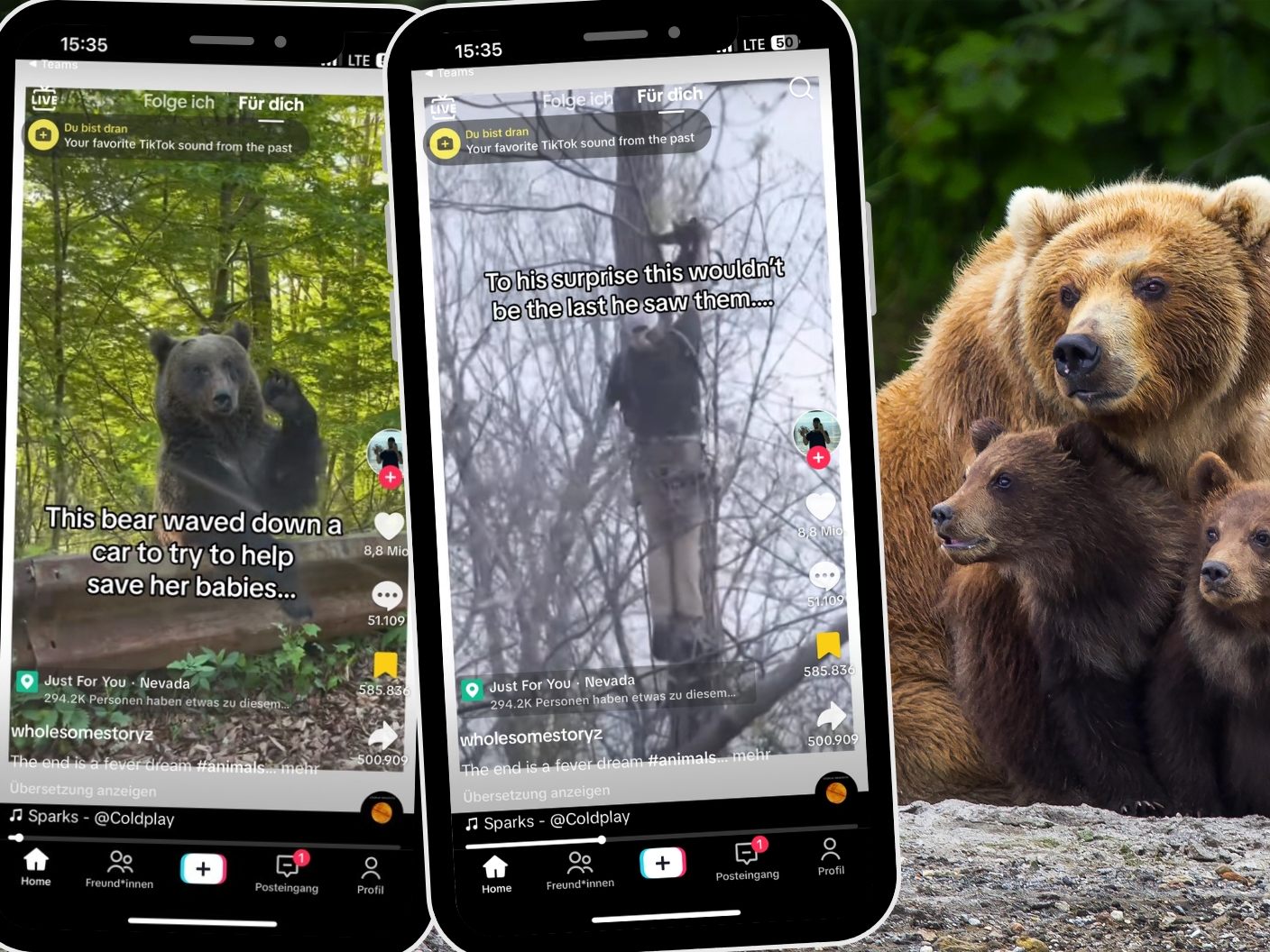 Rettungsaktion für junge Bären