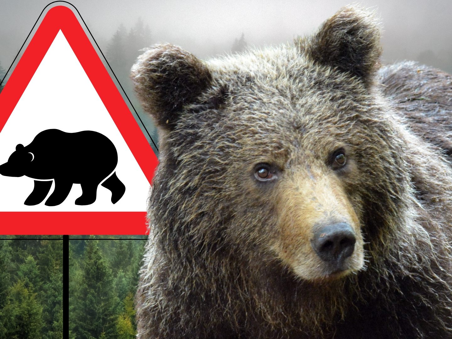 Bärenangriff auf französischen Touristen