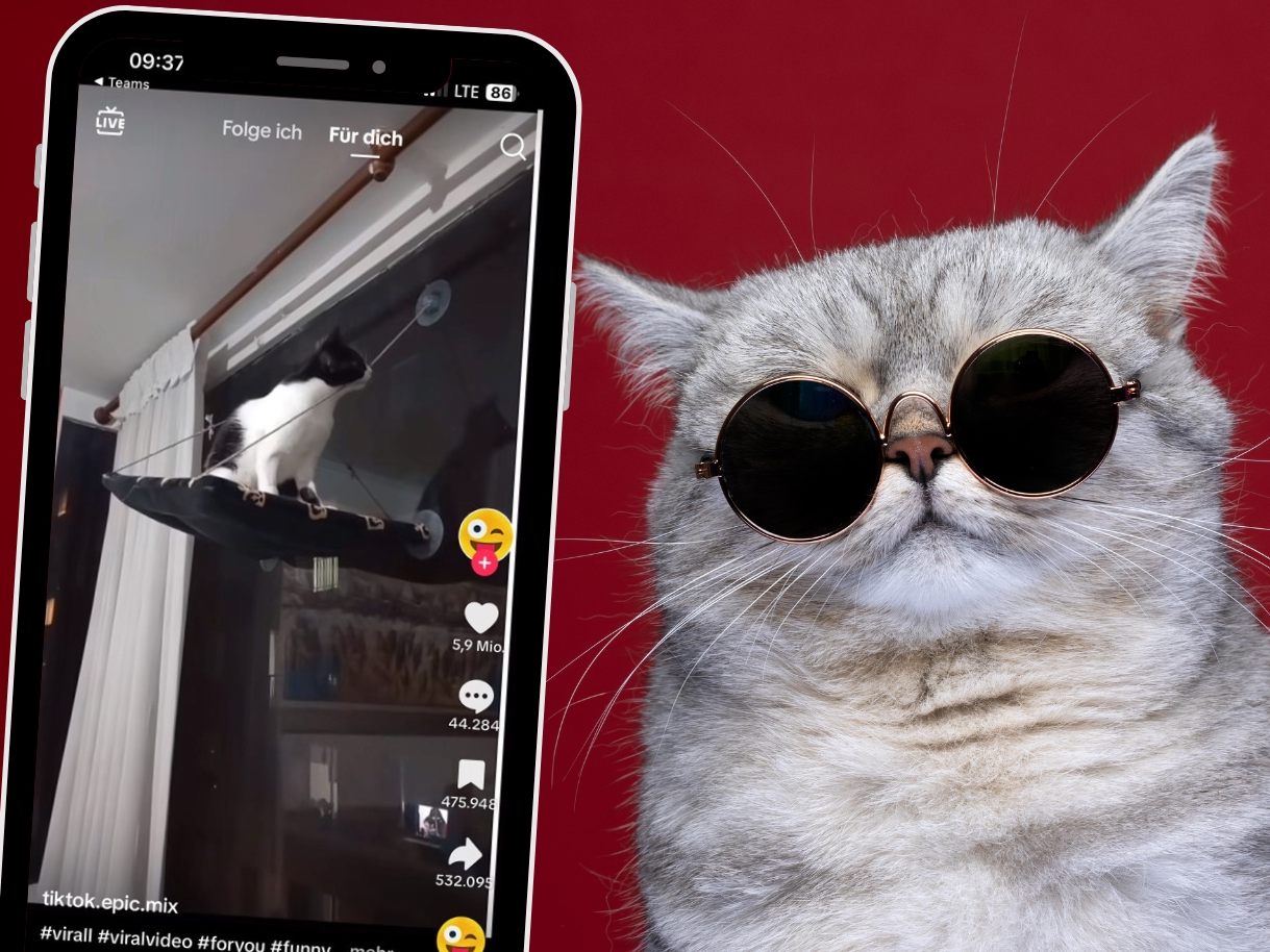 Katze bringt ihr eigenes Fenstergerüst zum Einsturz