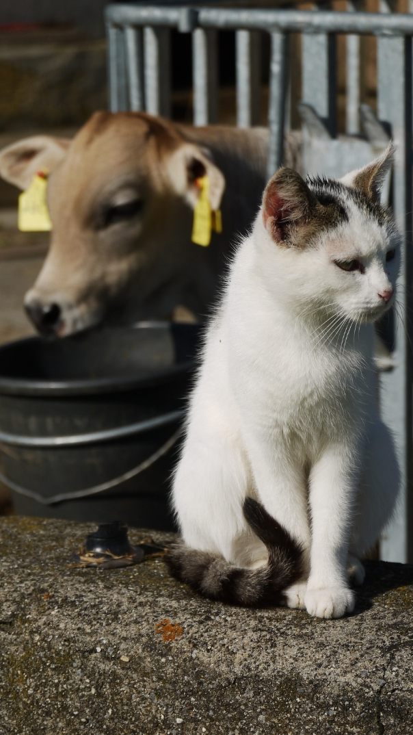 Vogelgrippevirus springt von Säugetier zu Säugetier